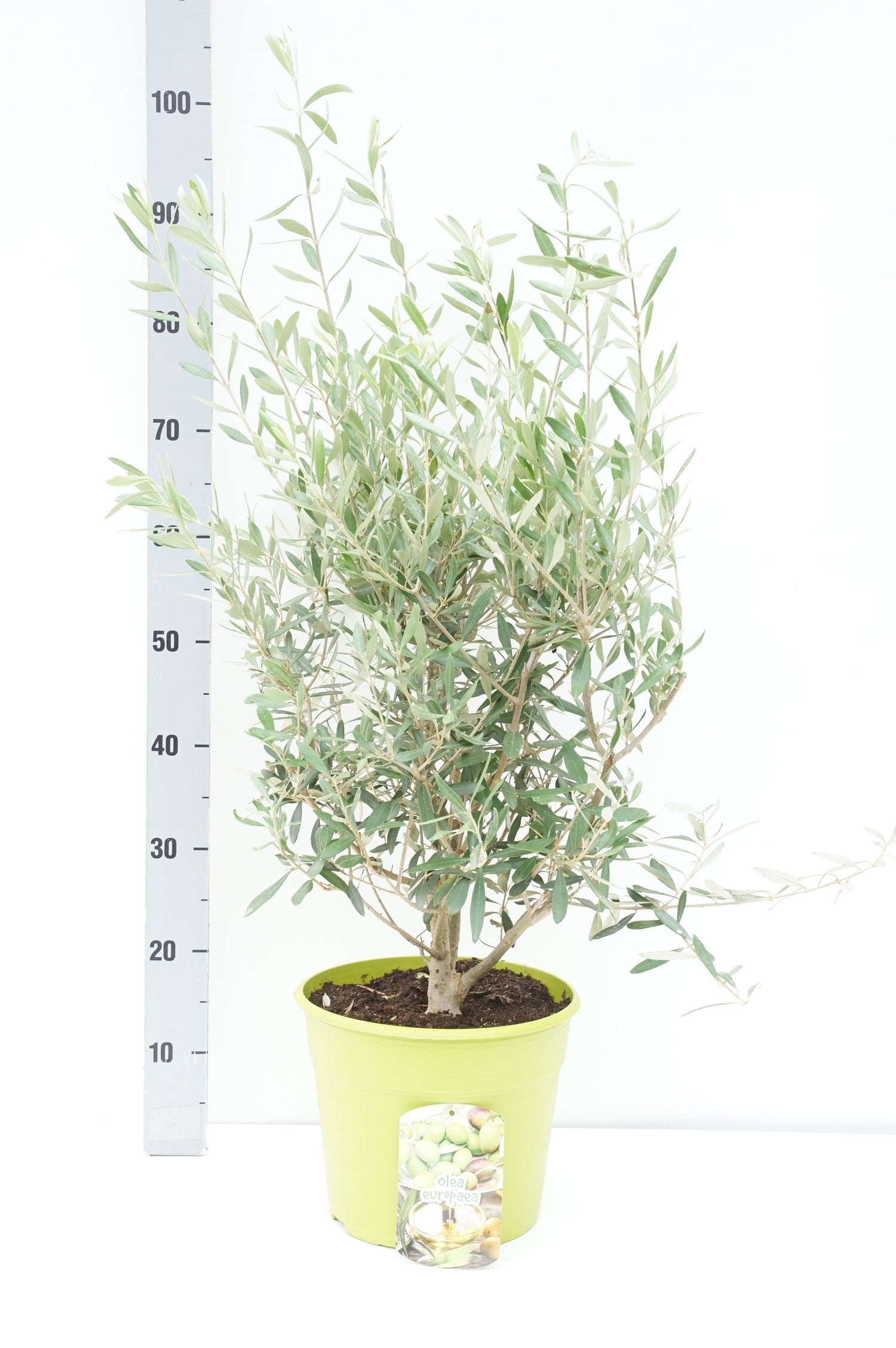 Oliv europaea - C7,5/P26 BUSH