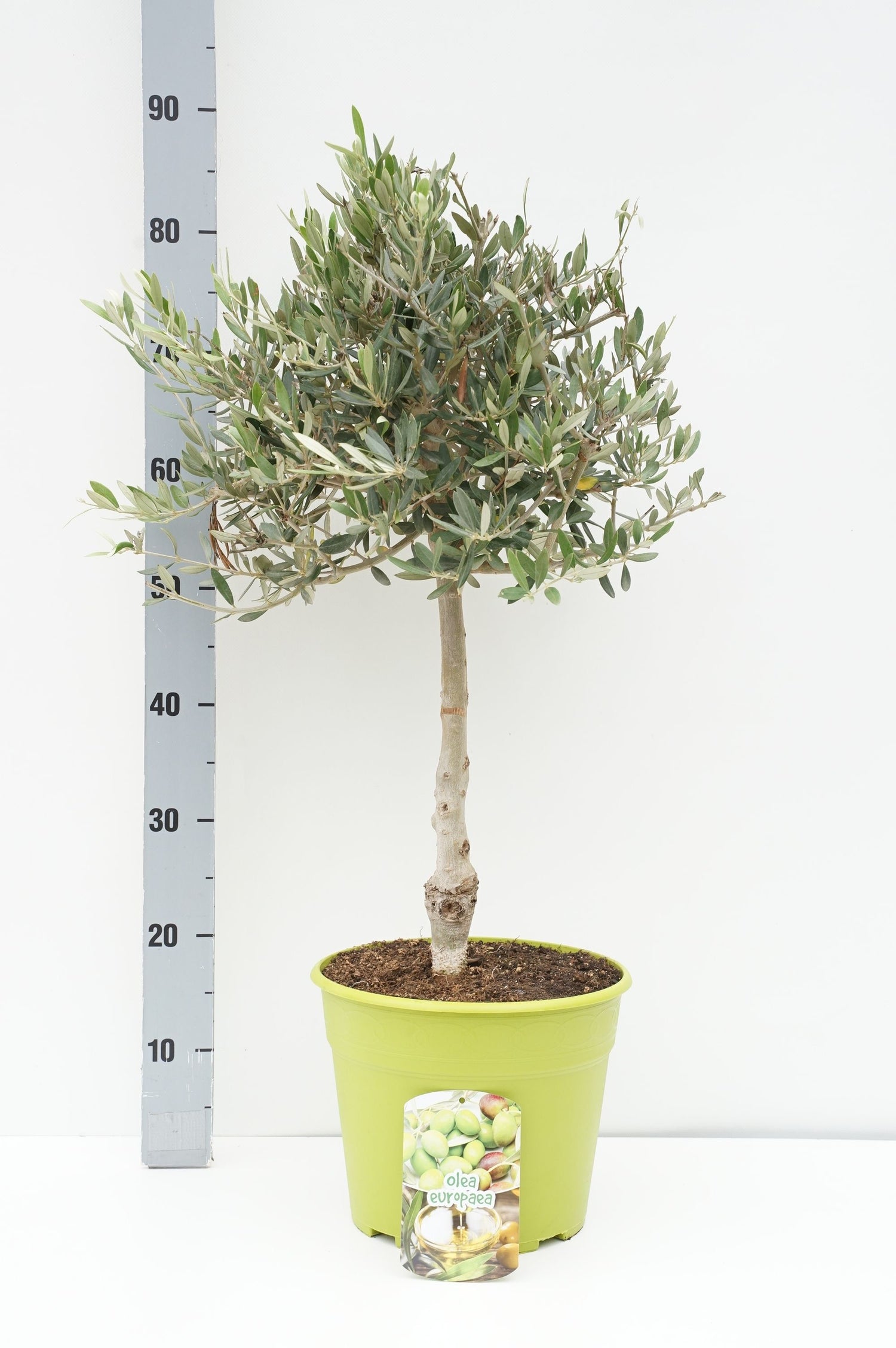 Oliv europaea - 30 CM STEM C7,5/P26