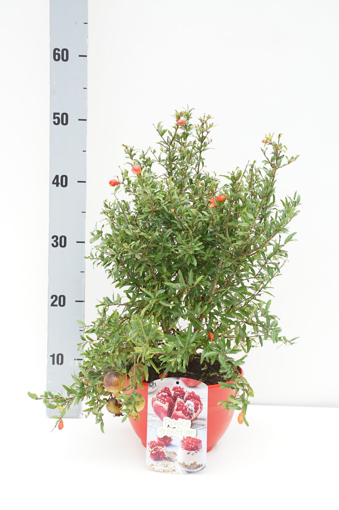 Granatäpple granatum - 15 CM STEM C3/P19 DECO