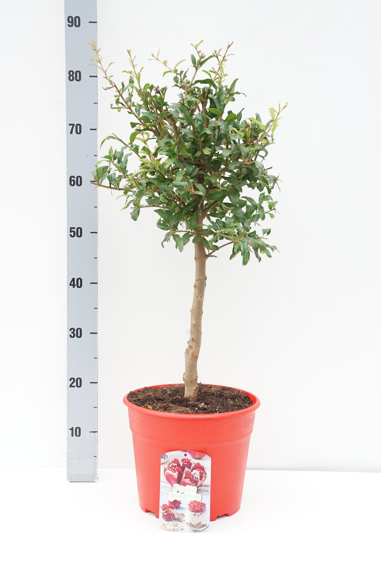Granatäpple granatum - 30 CM STEM C7,5/P26