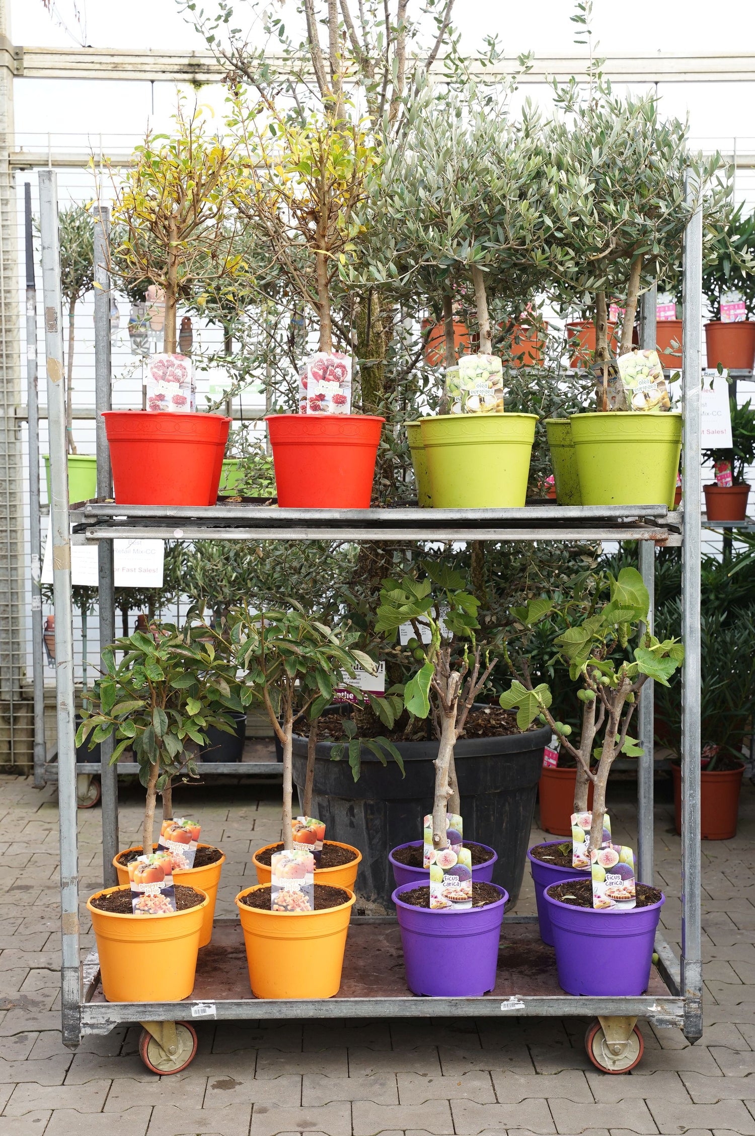 Exotisk Frukt in cultivar - MIX CC 3