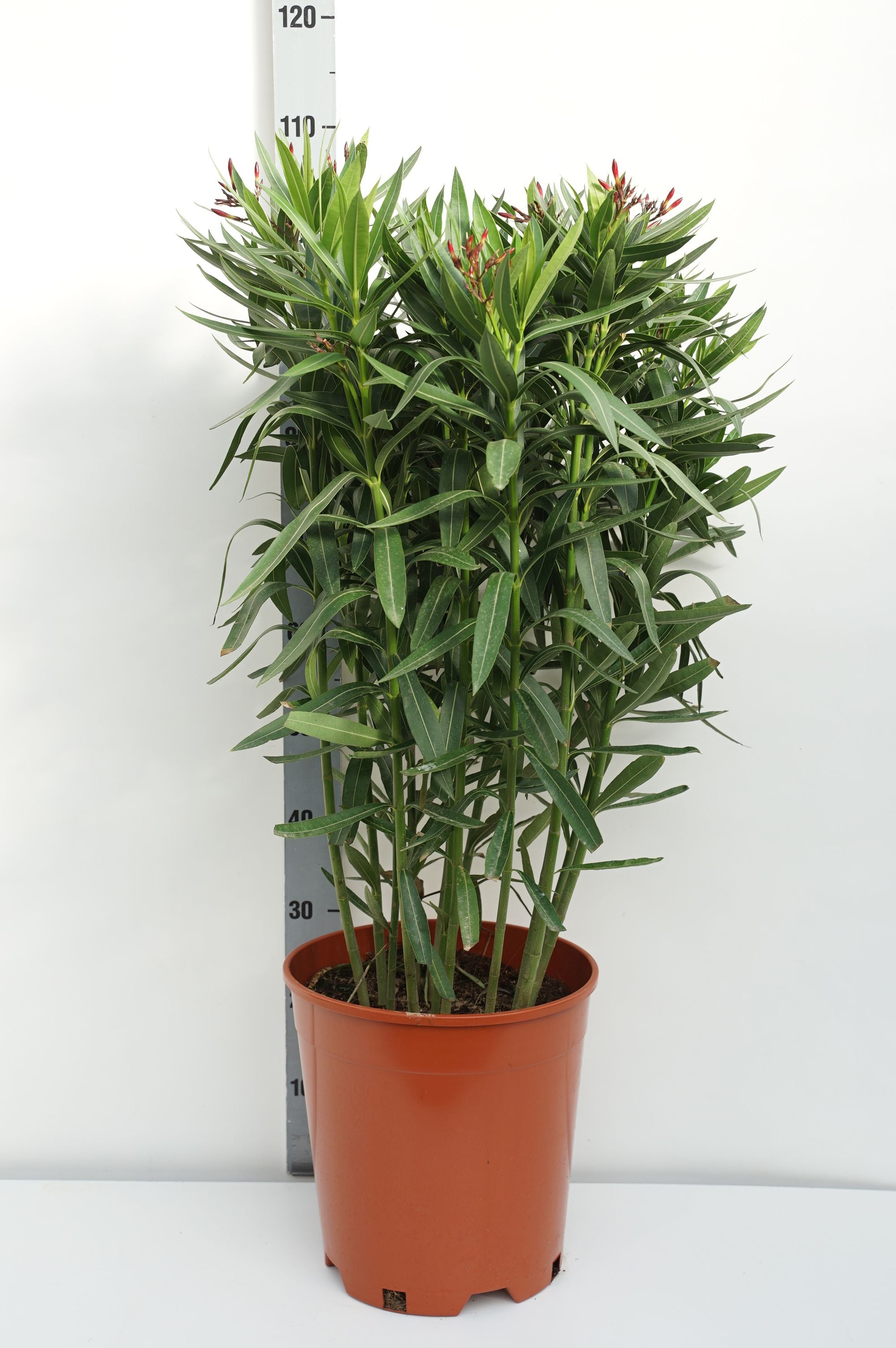 Oleander oleander (red) - C15 80-100 CM