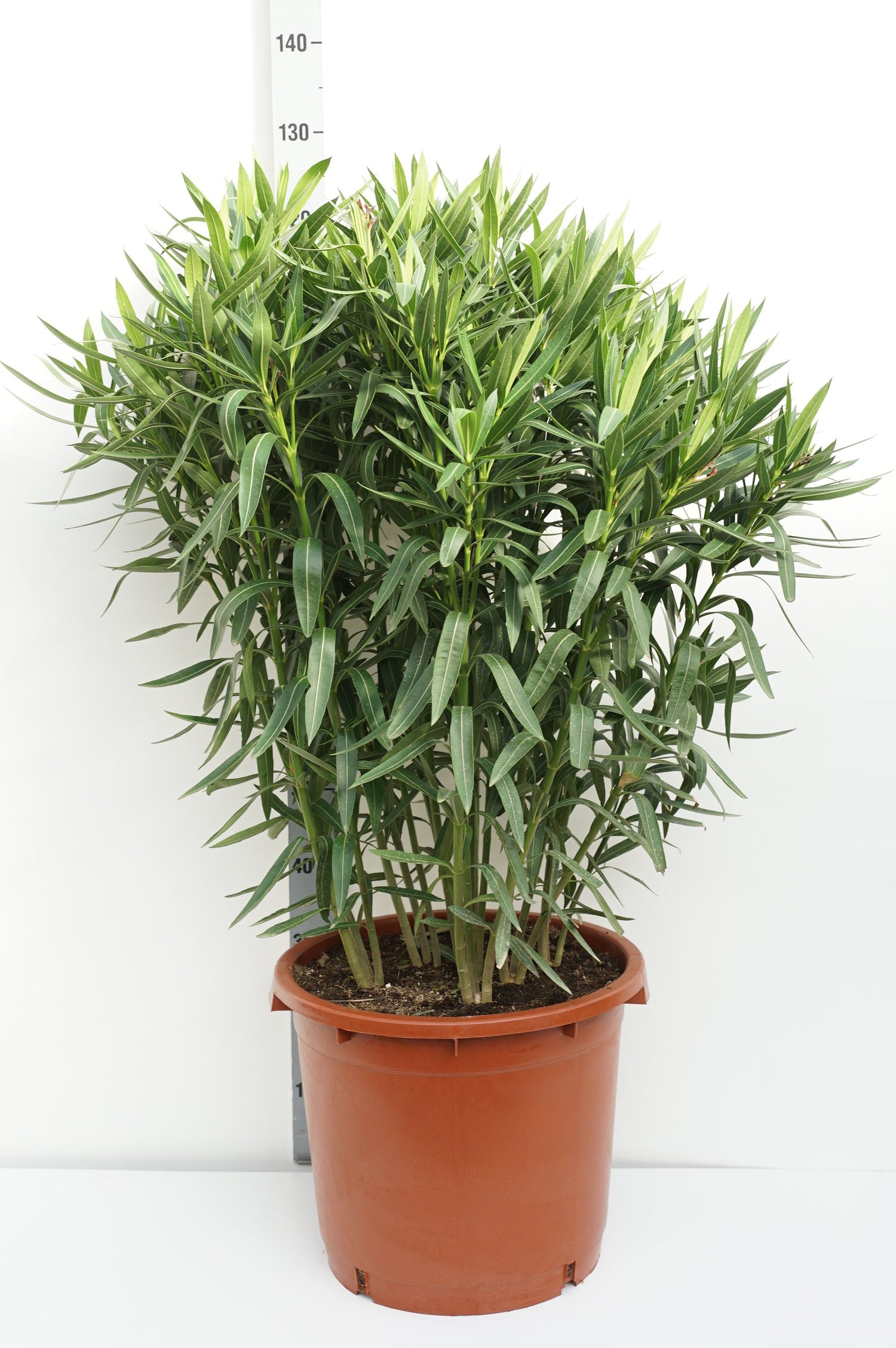 Oleander oleander (red) - C35 100-125 CM
