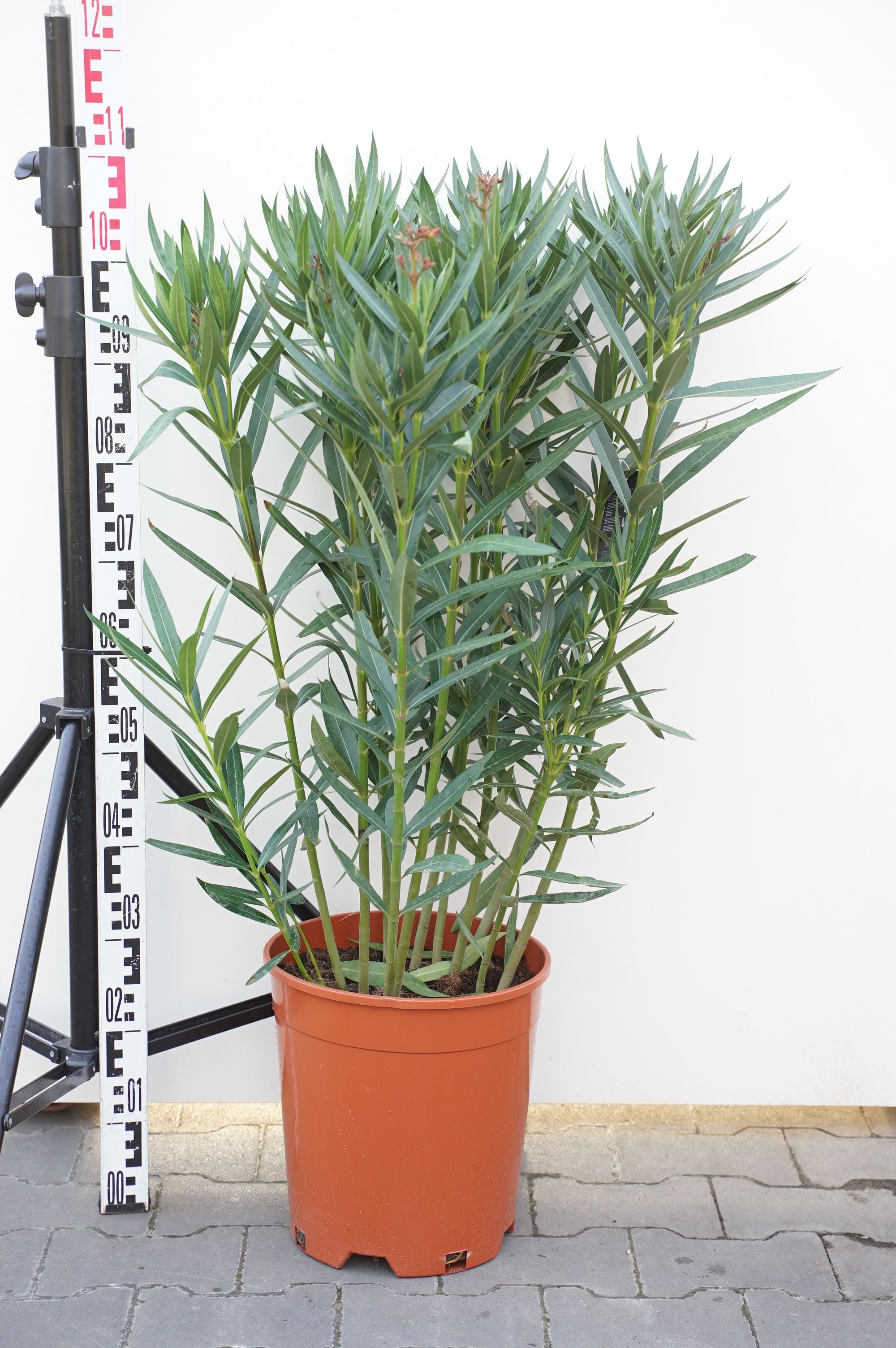 Oleander oleander (pink) - C15 80-100 CM