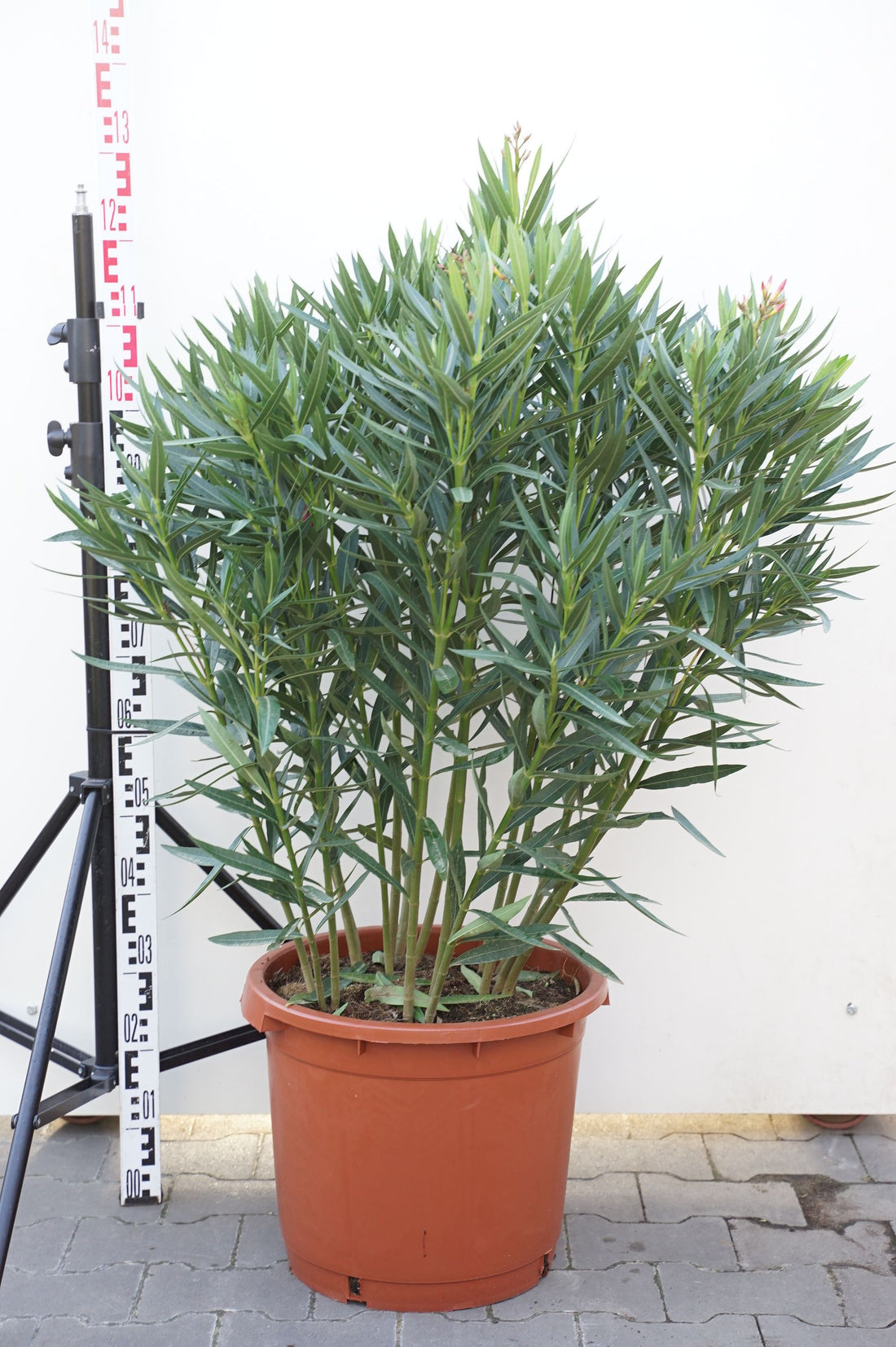 Oleander oleander (pink) - C35 100-125 CM