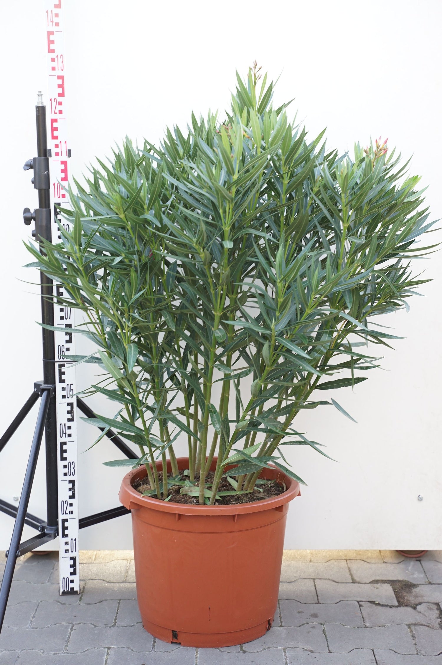 Oleander oleander (pink) - C35 100-125 CM