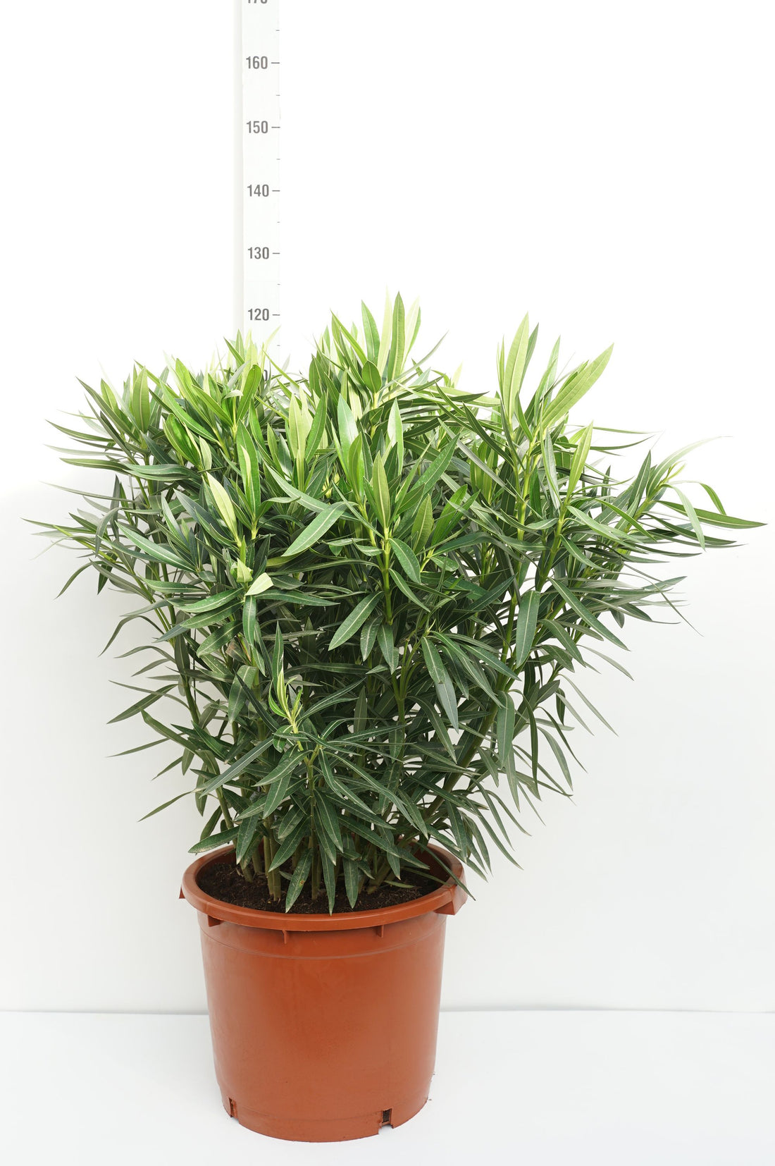 Oleander oleander (white) - C35 100-125 CM