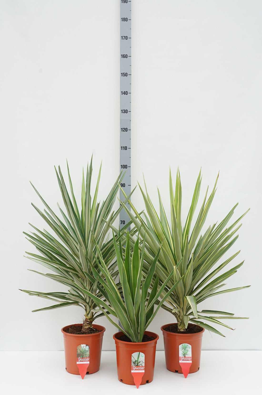 Palmlilja in cultivars - C5/P23