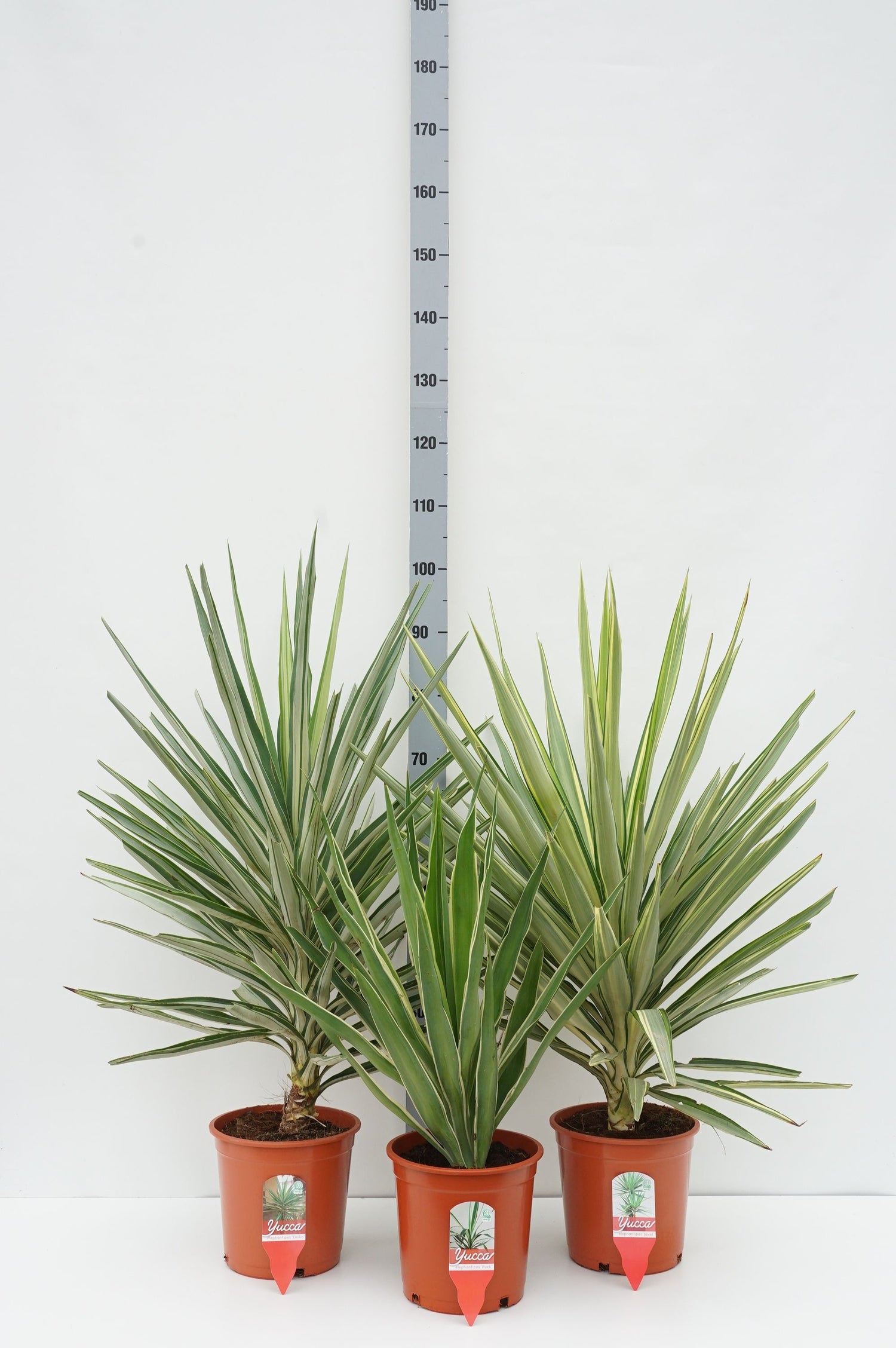 Palmlilja in cultivars - C5/P23