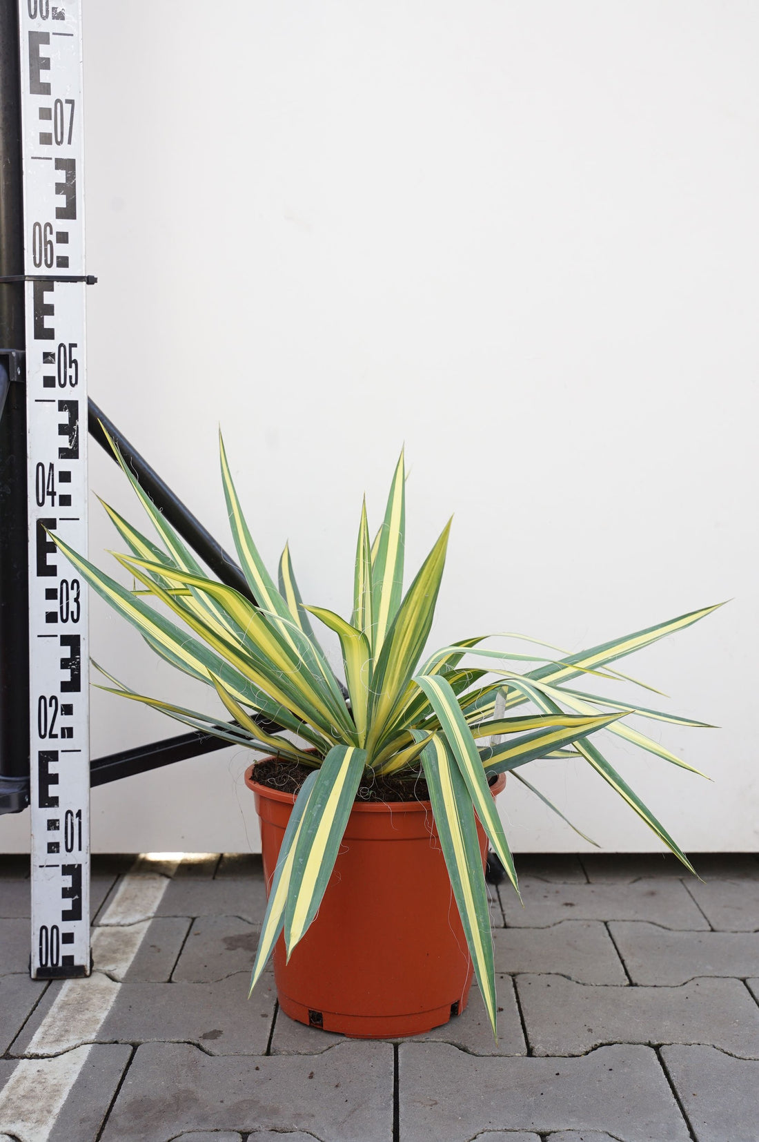 Palmlilja filamentosa &