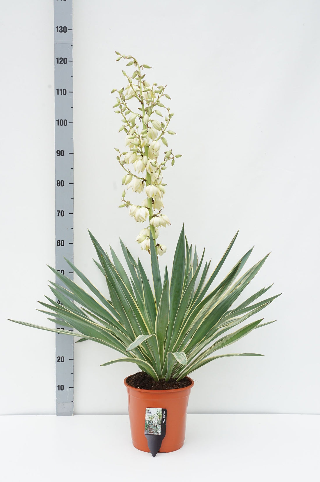 Palmlilja gloriosa &