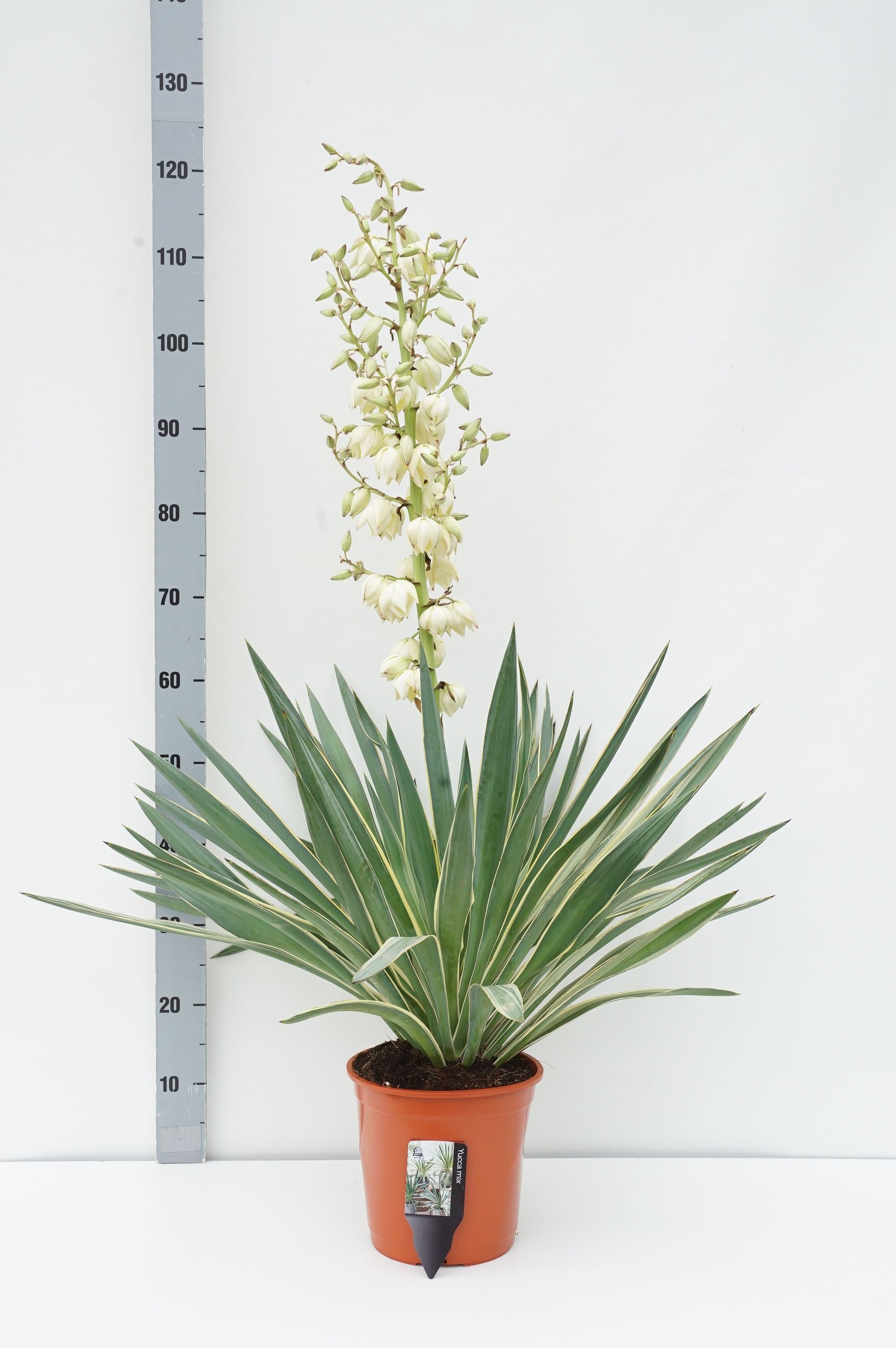 Palmlilja gloriosa &