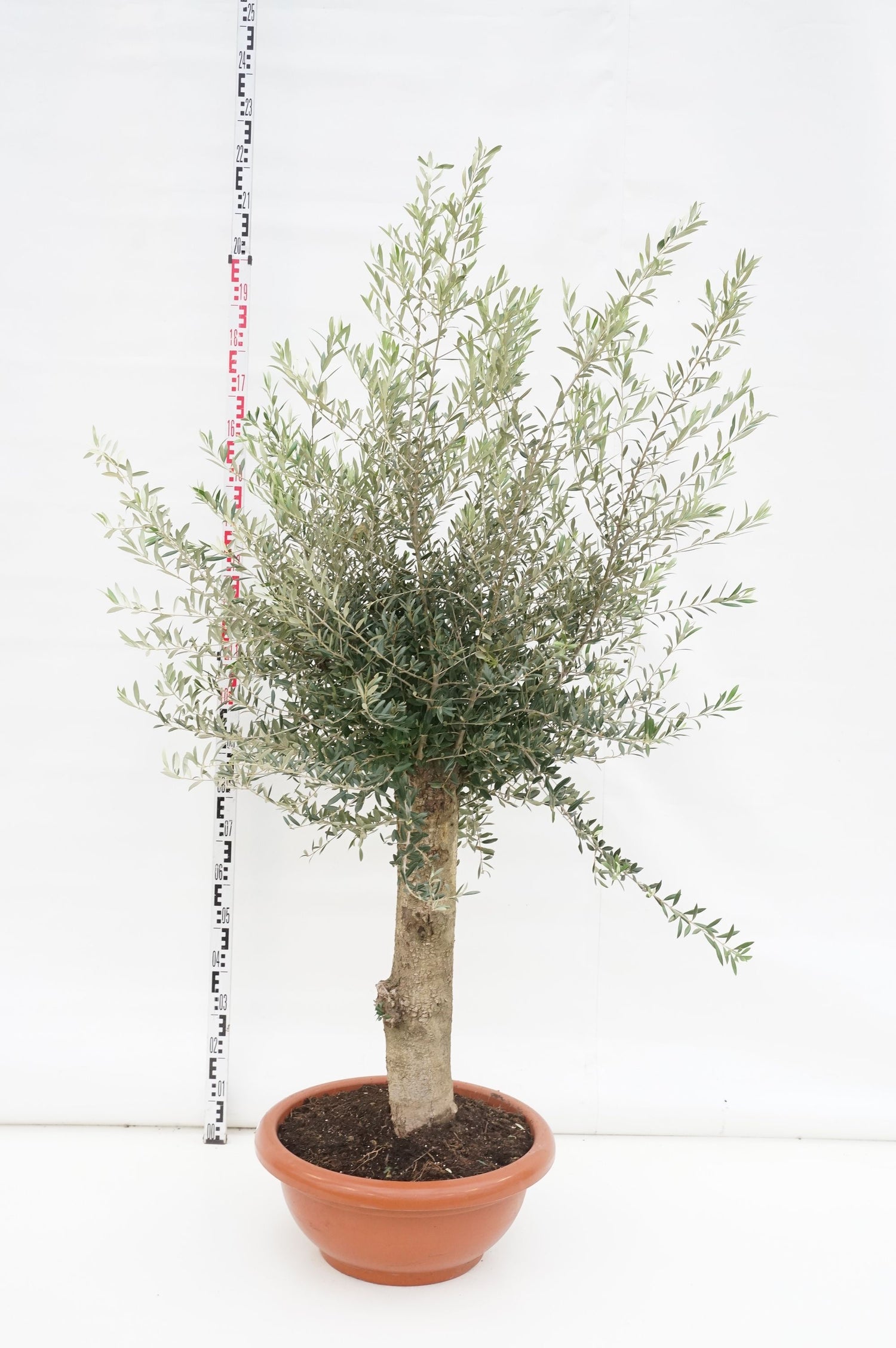 Oliv europaea - 60 CM STEM C40