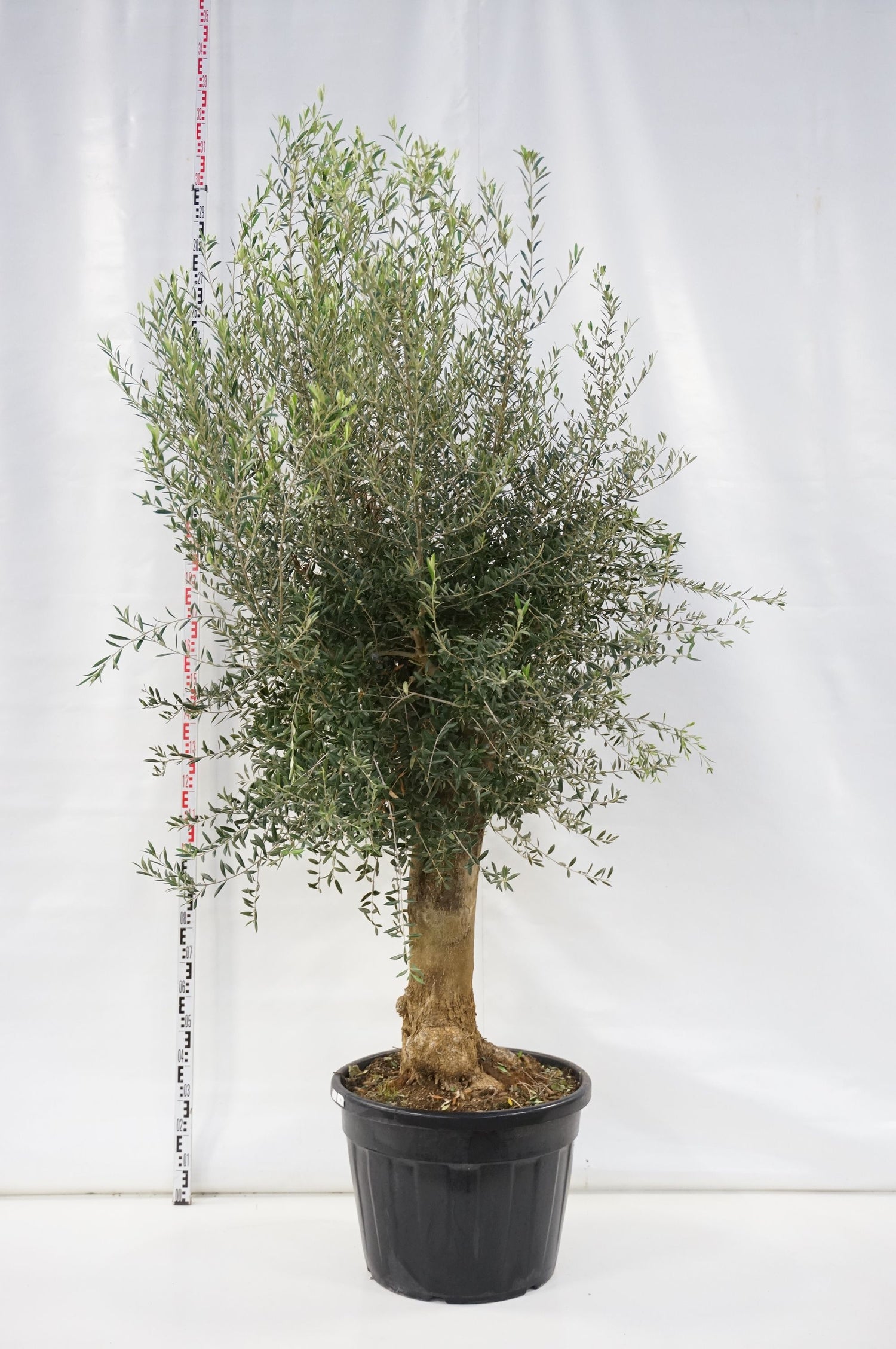 Oliv europaea - 80 CM STEM 50/60 CM C100