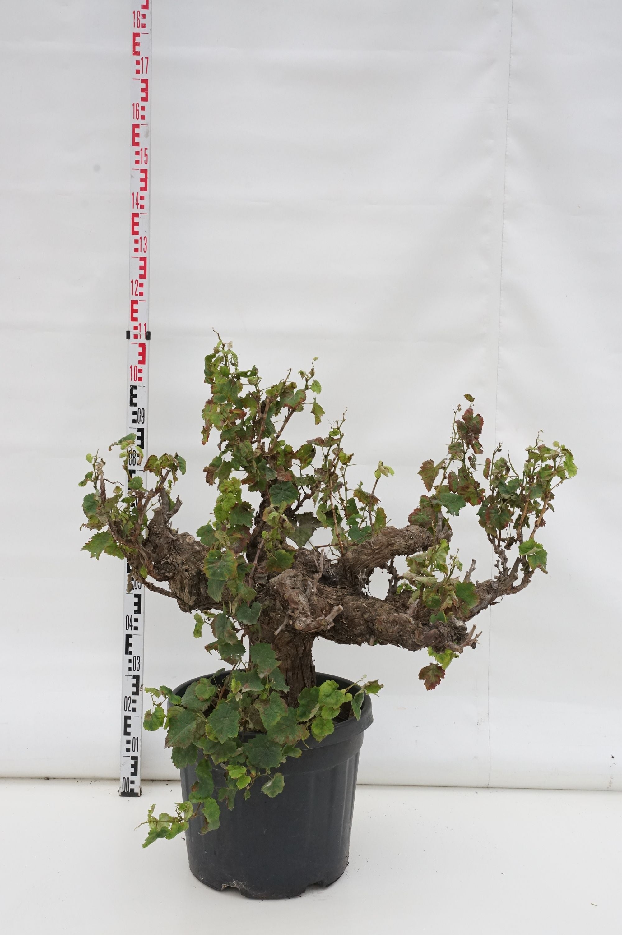 Vinranka vinifera &