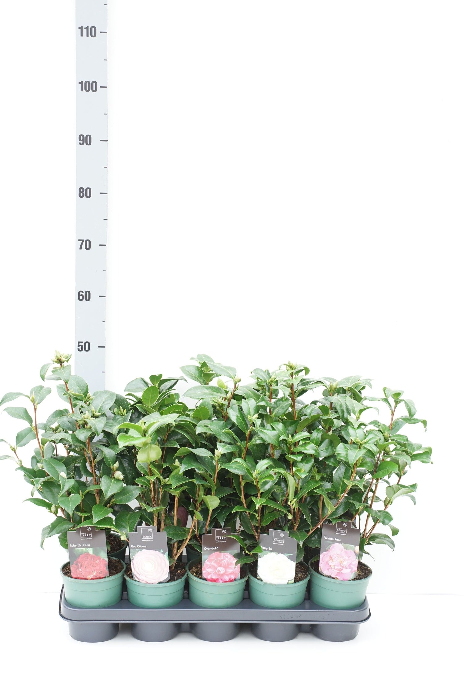 Kamelia j. in cultivars - P10.5 20-30 CM
