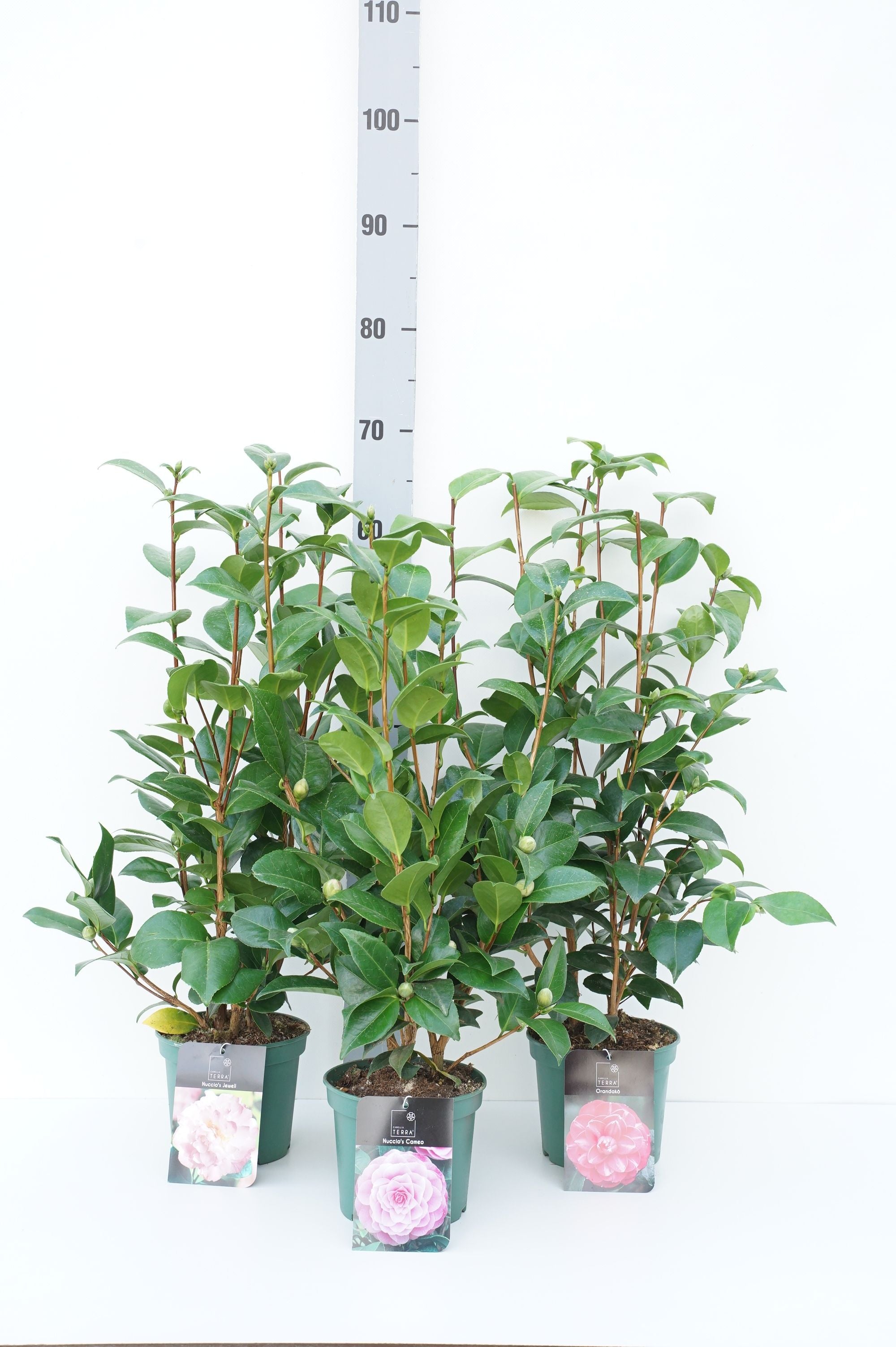 Kamelia j. in cultivars - C1,5/P15 30-40 CM