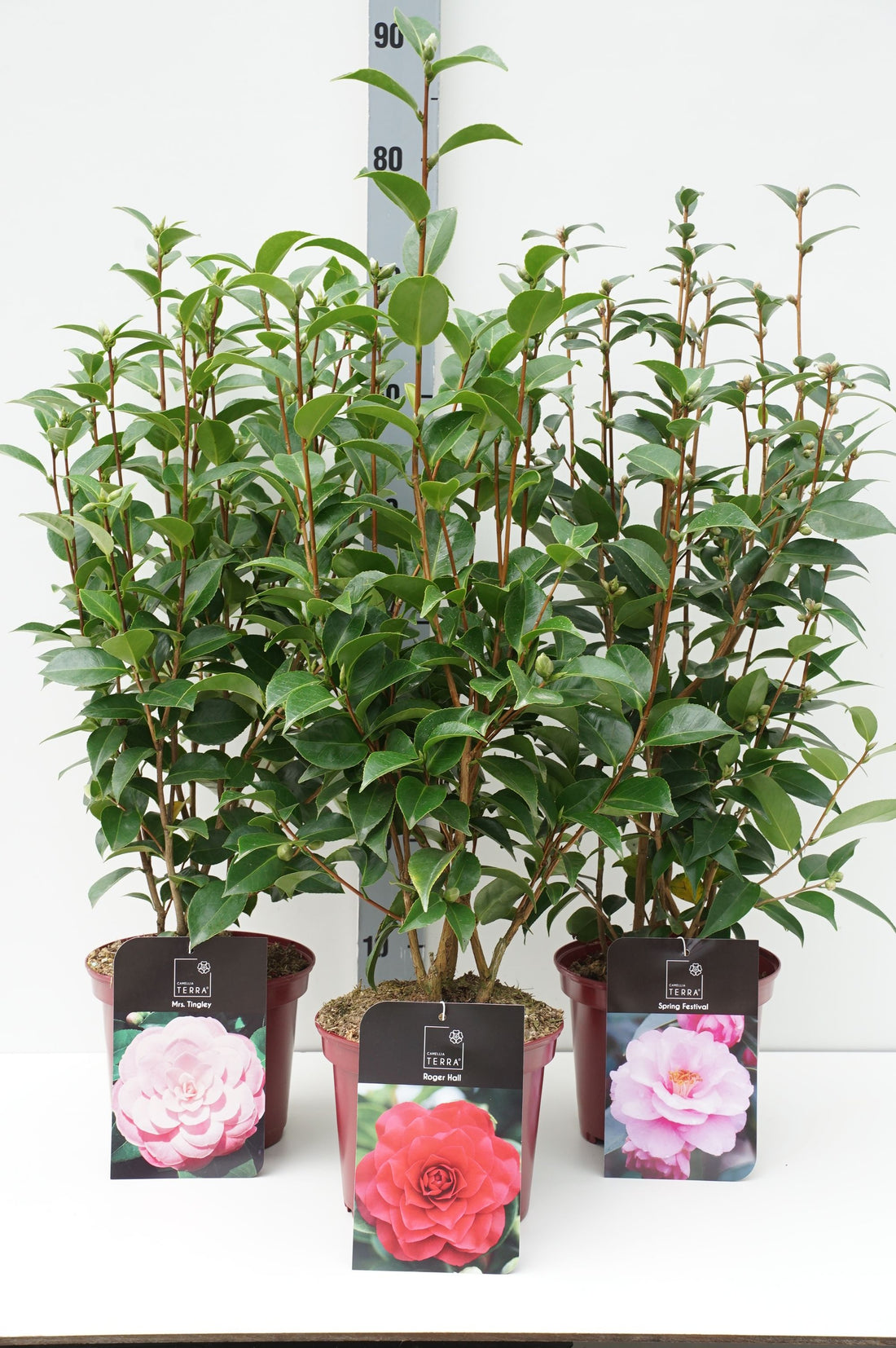 Kamelia j. in cultivars - C3/P19 50-70 CM