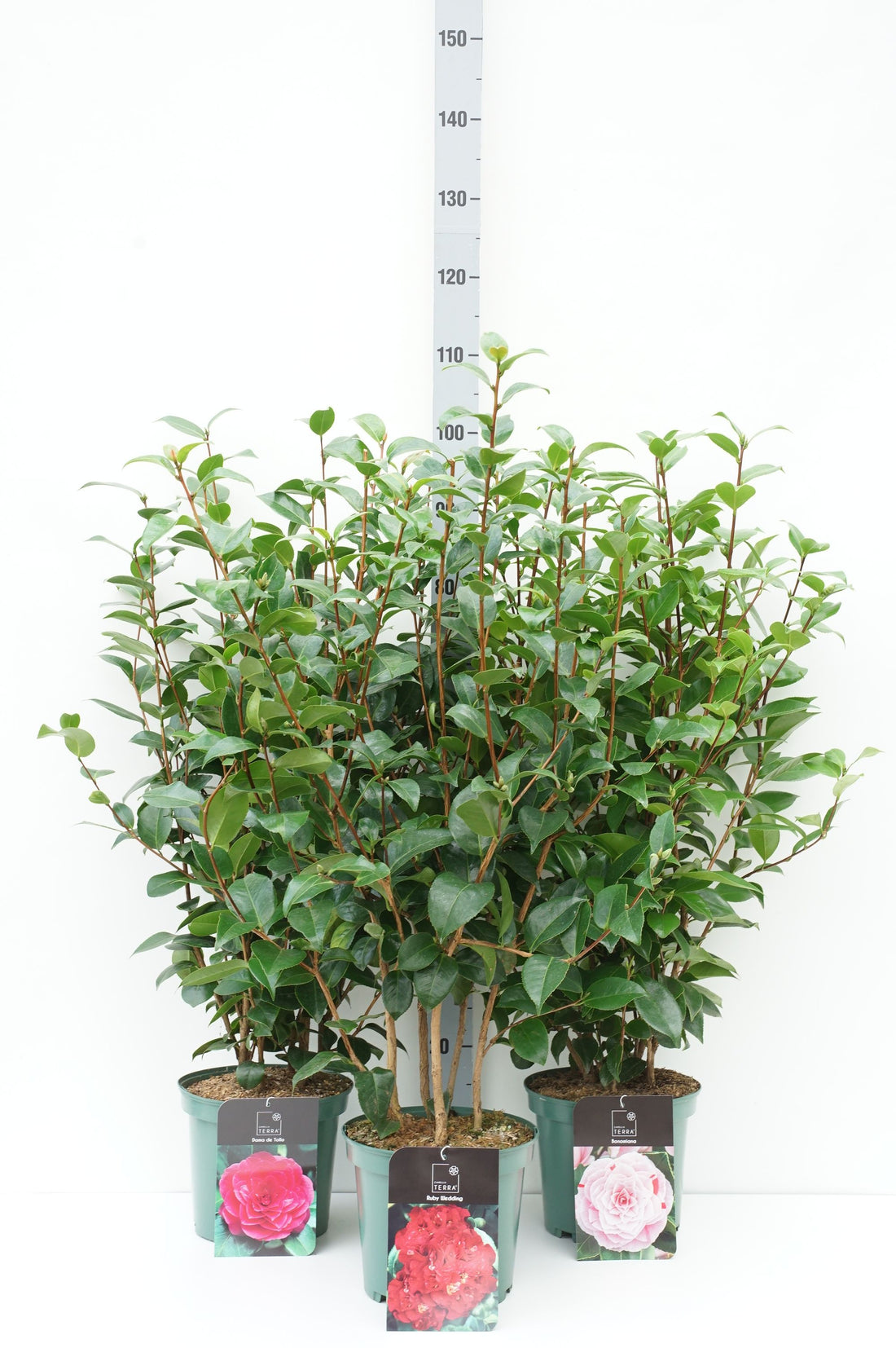 Kamelia j. in cultivars - C5/P23 60-80 CM