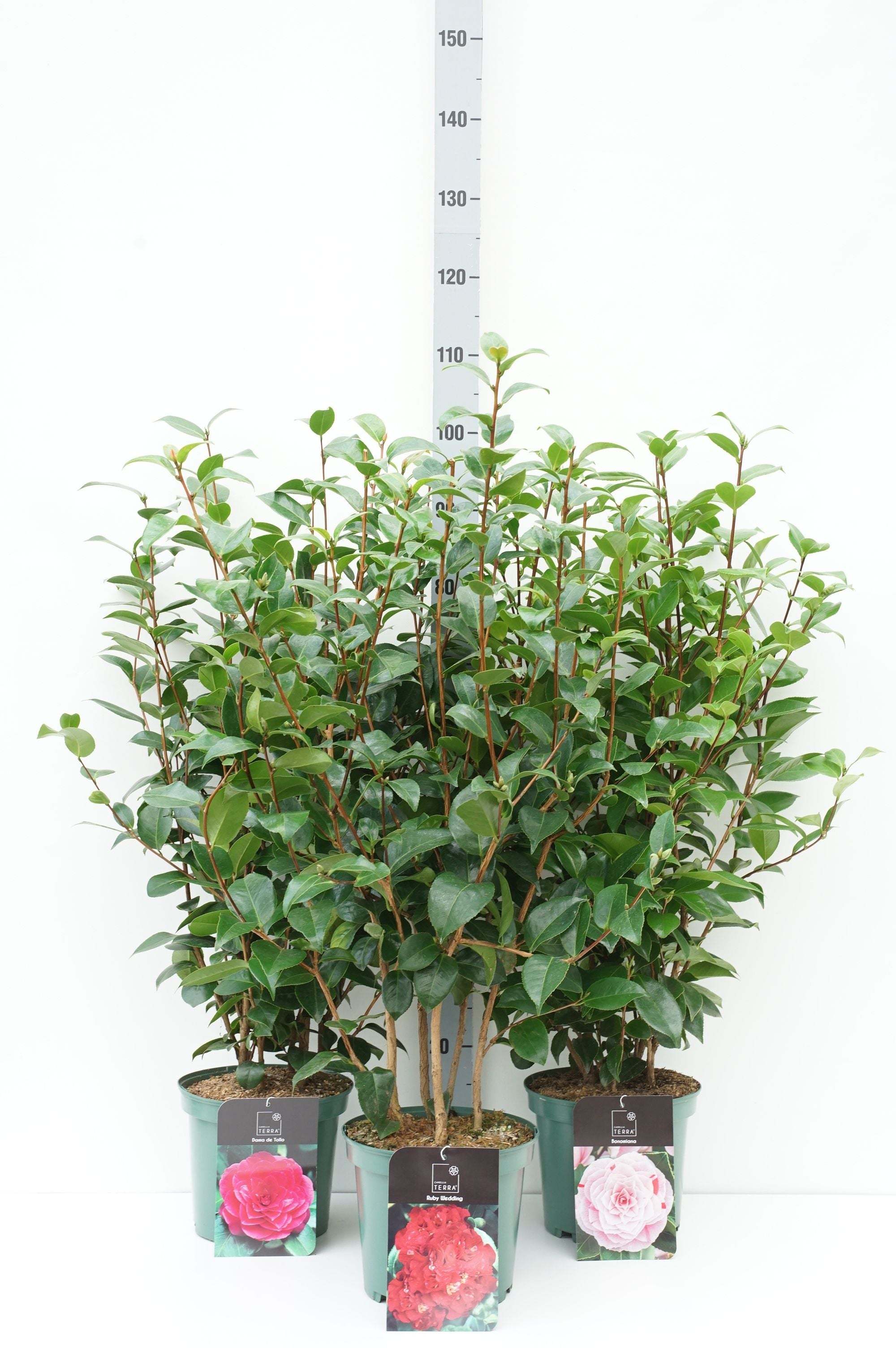 Kamelia j. in cultivars - C5/P23 60-80 CM
