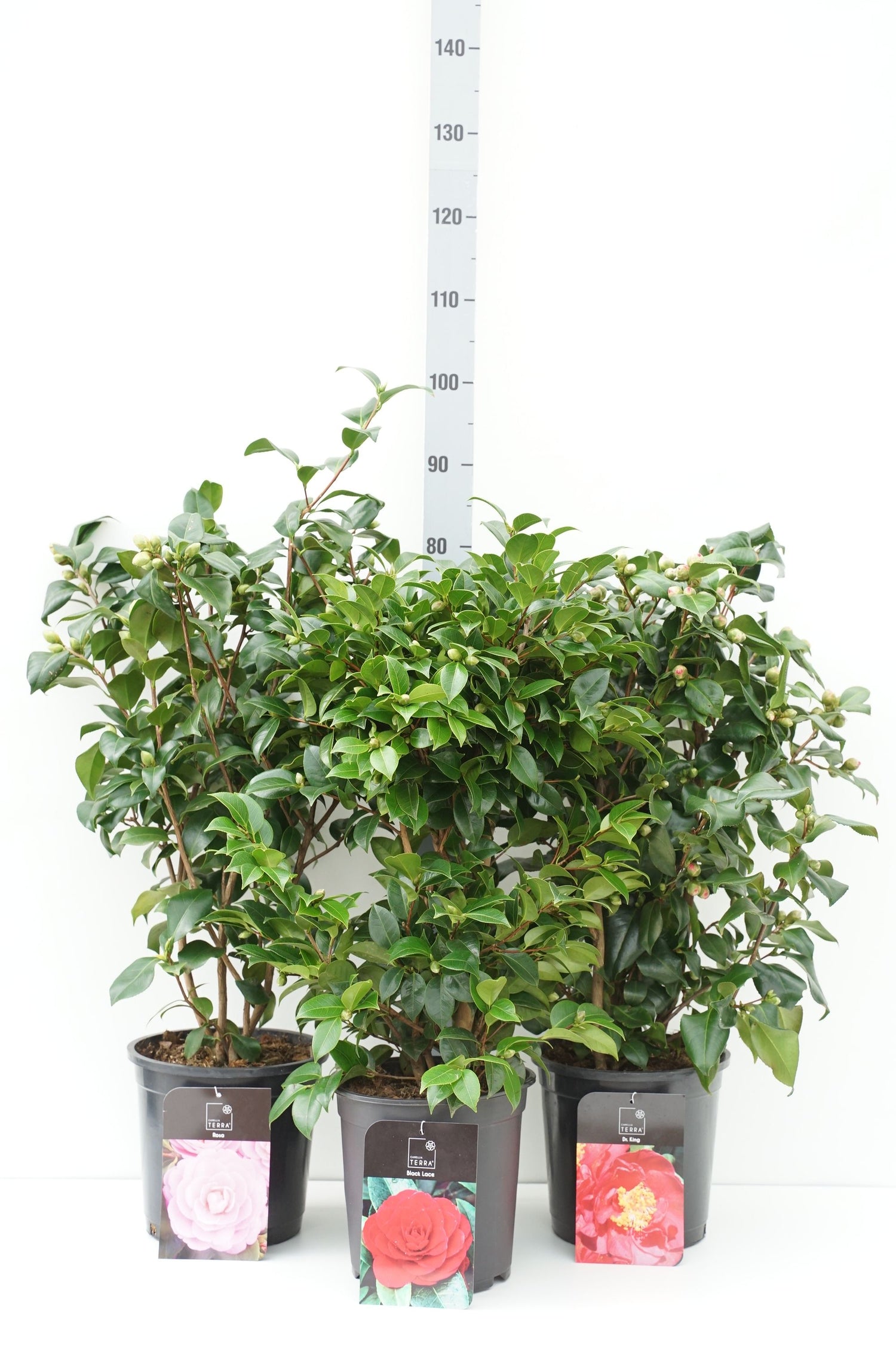 Kamelia j. in cultivars - C7,5/P26 70-80 CM