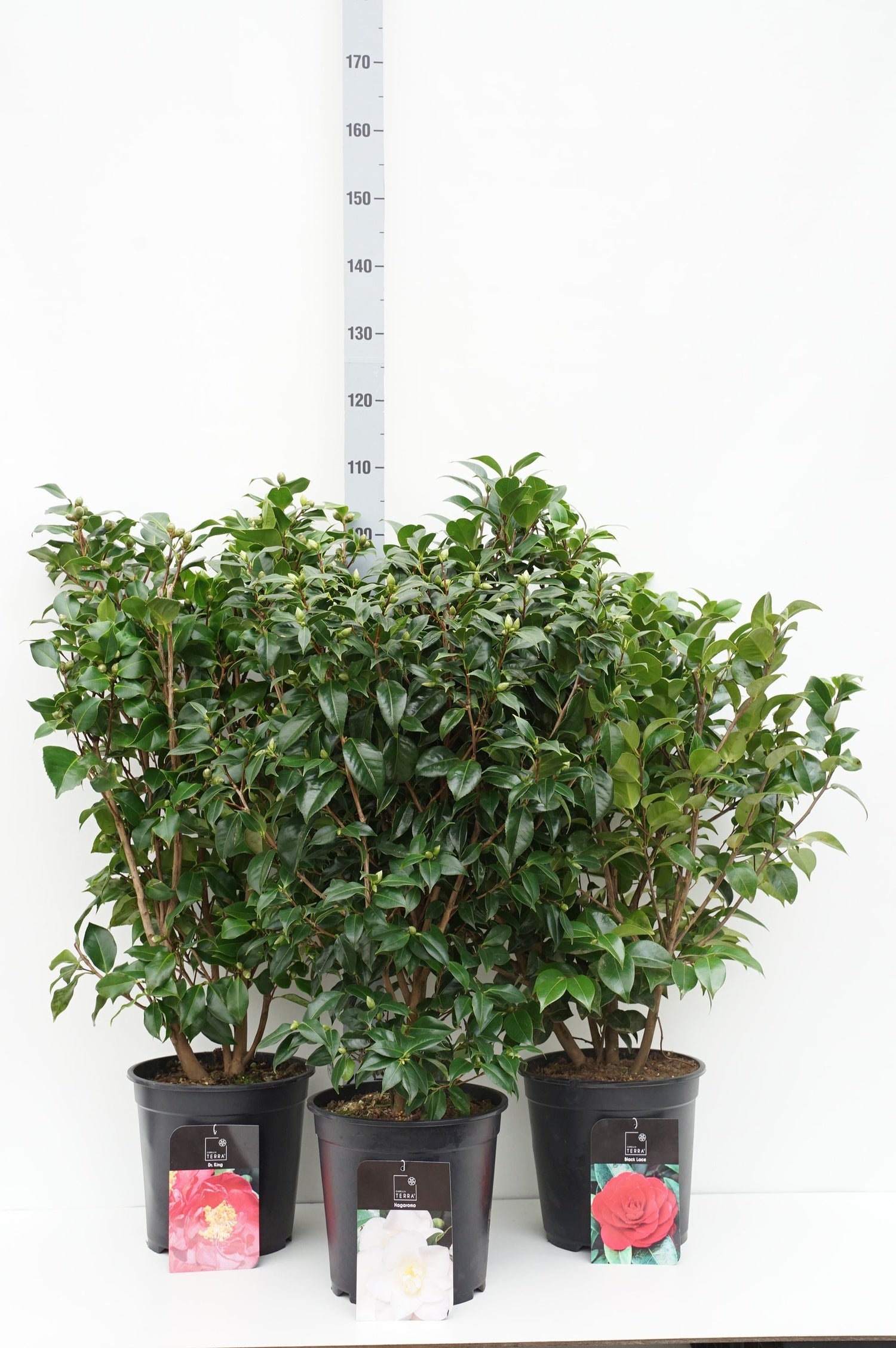 Kamelia j. in cultivars - C10 80-100 CM