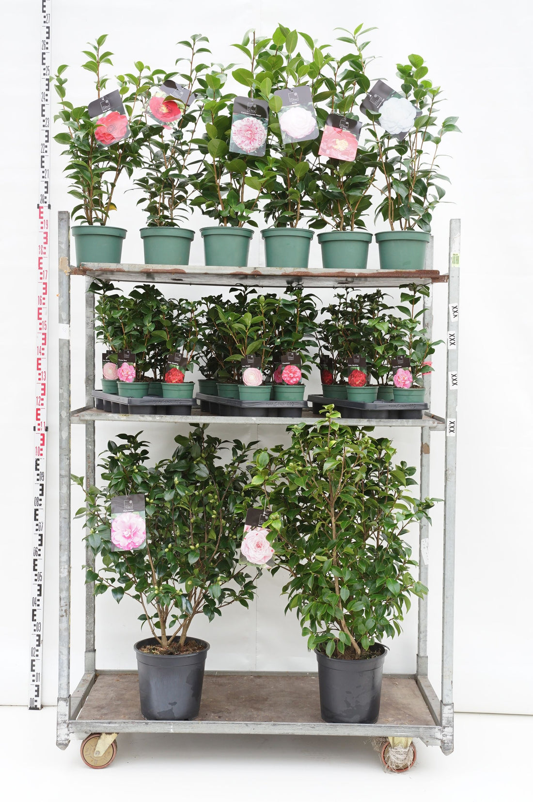 Kamelia j. in cultivars - MIX CC