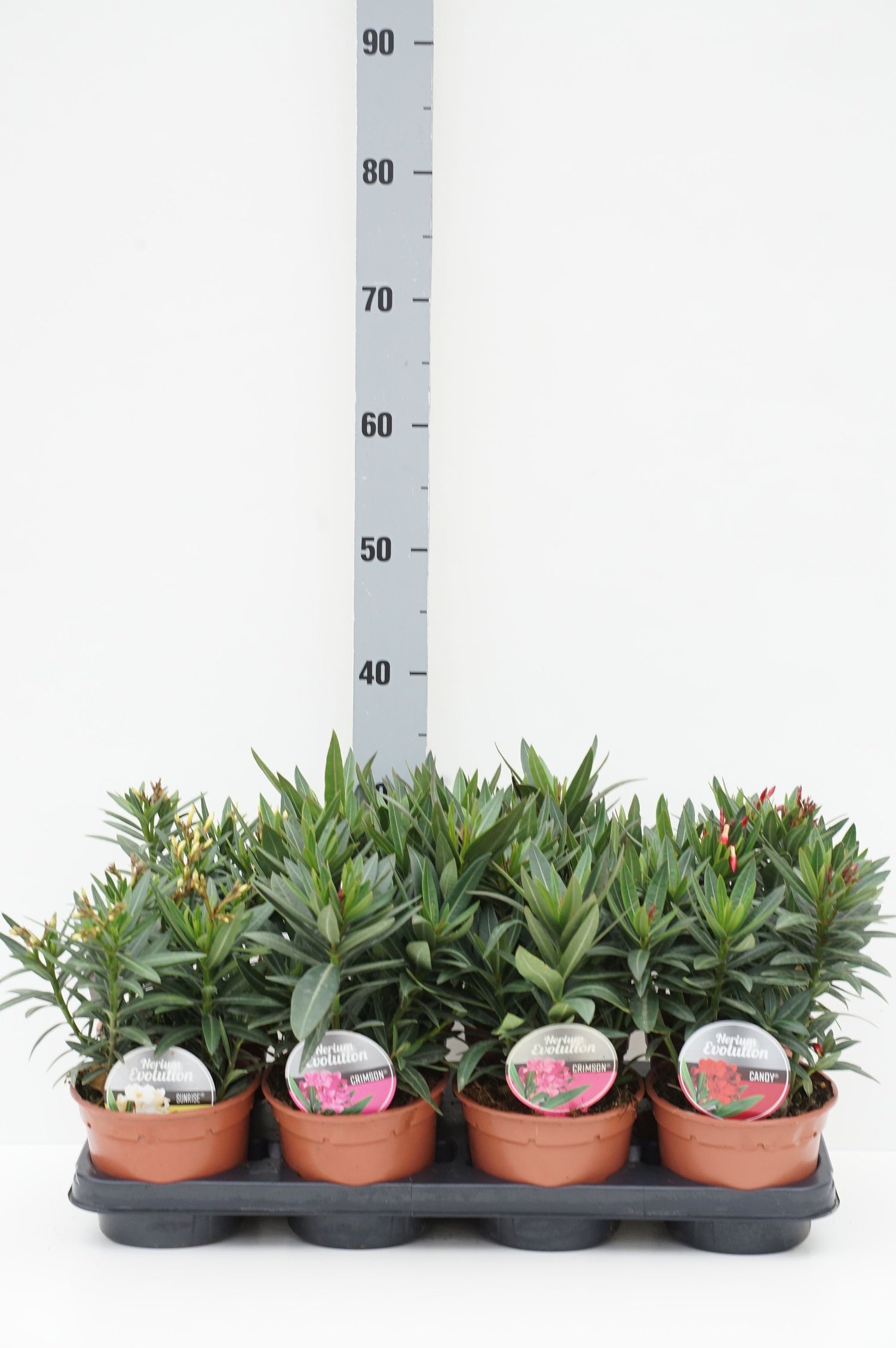 Oleander o. &