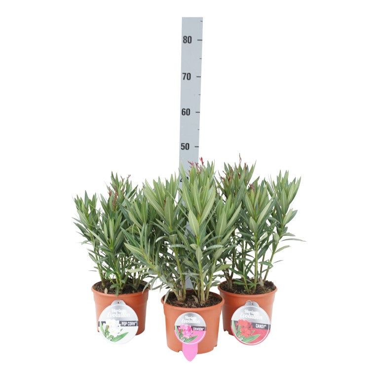 Oleander o. &