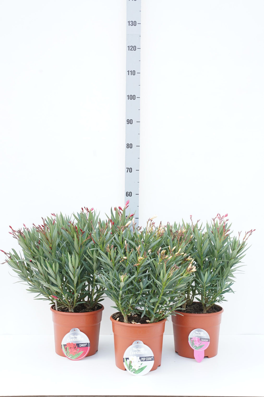 Oleander o. &