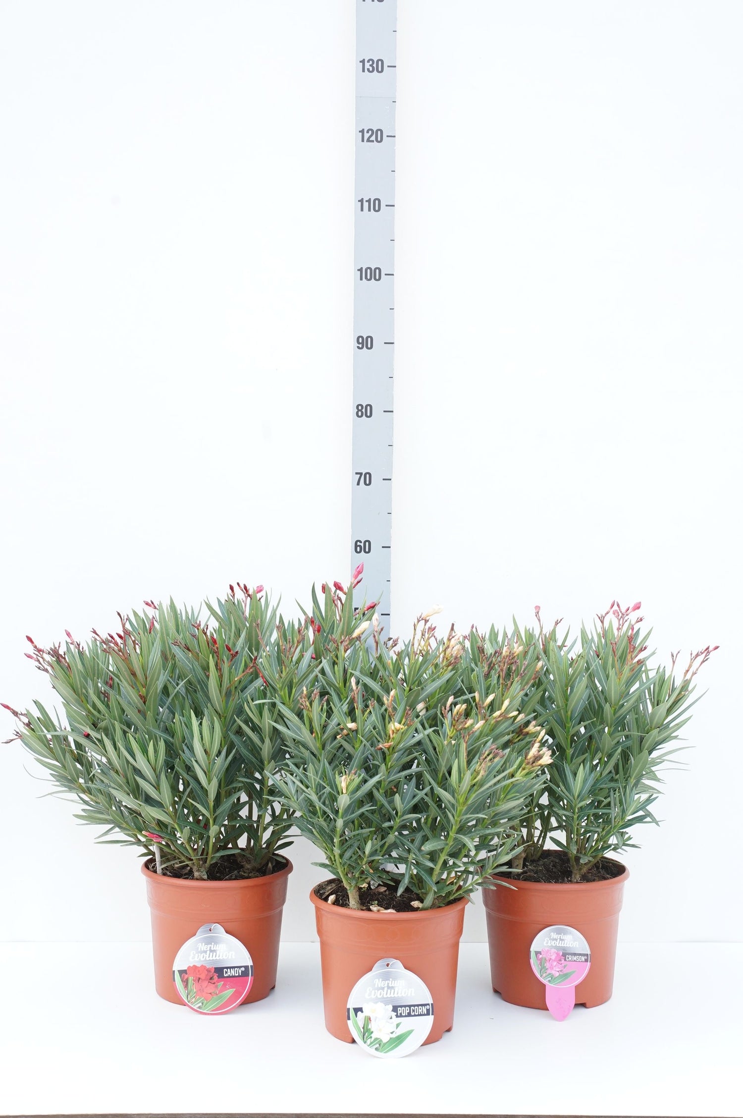 Oleander o. &