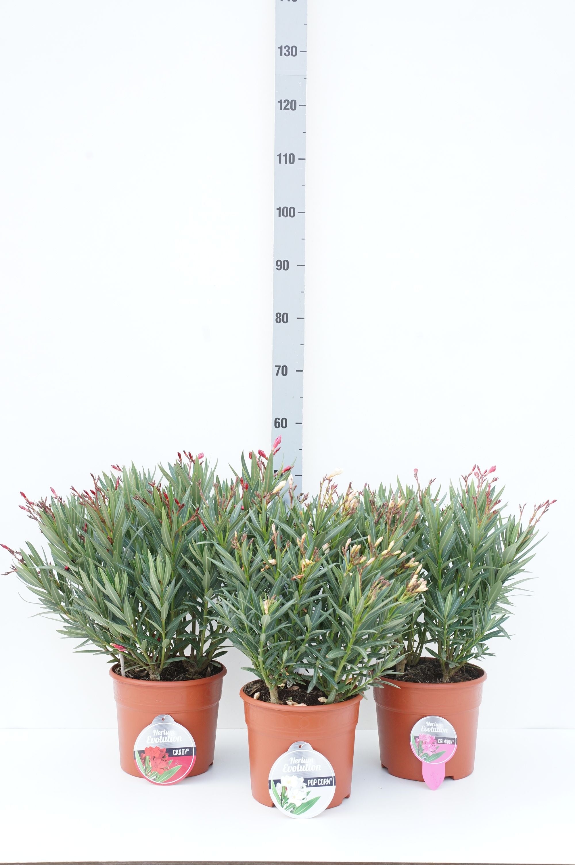 Oleander o. &