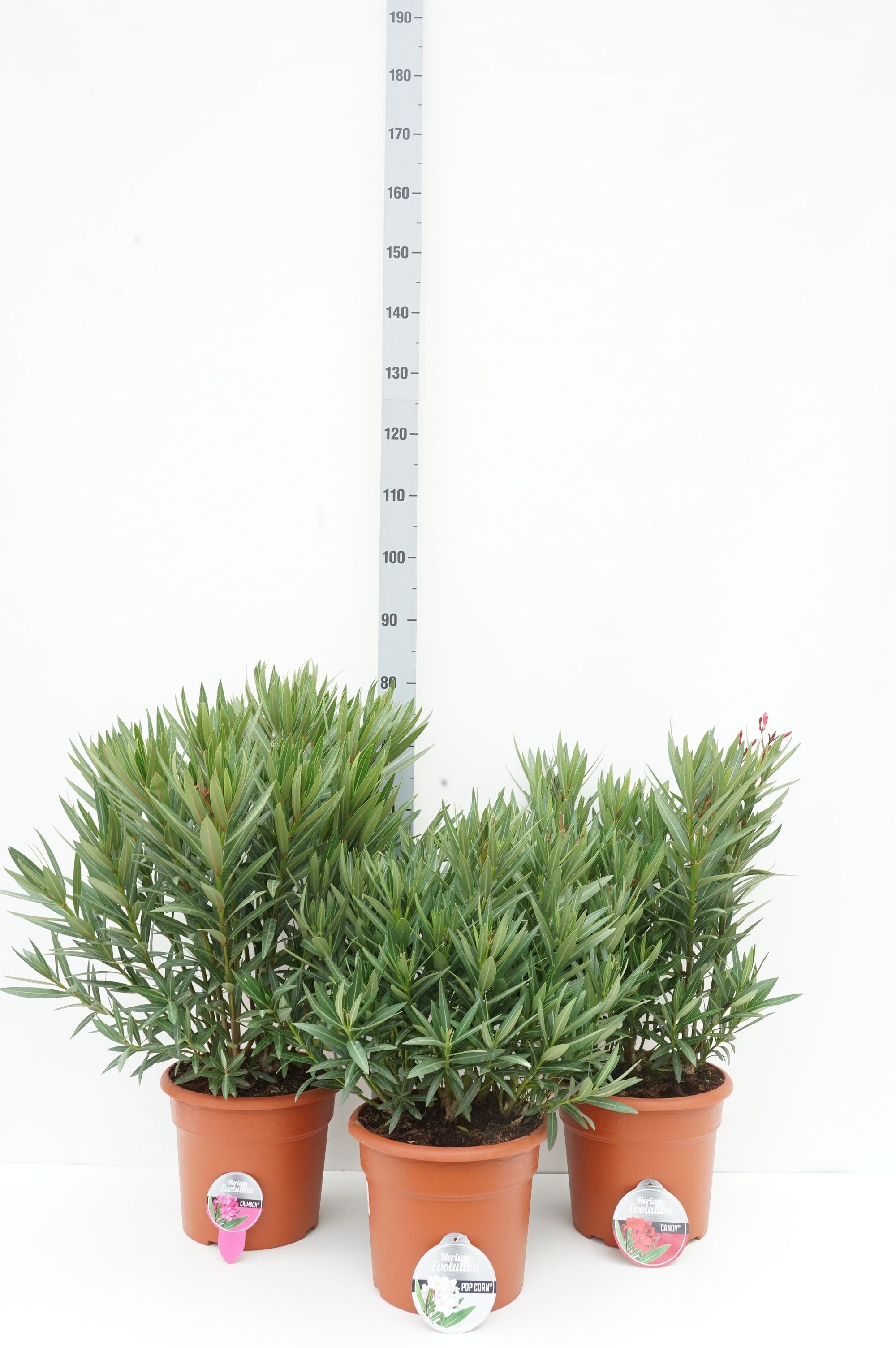 Oleander o. &
