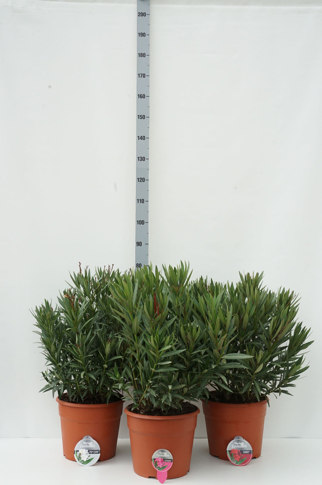Oleander o. &