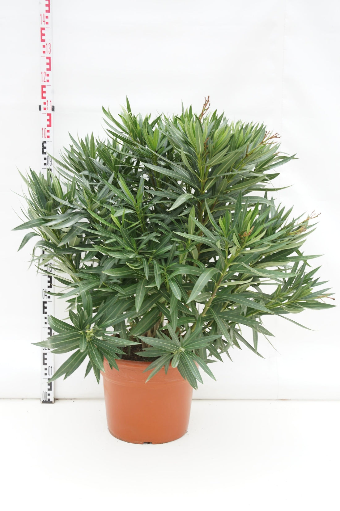 Oleander oleander (tricolor) - C25 90-100 CM