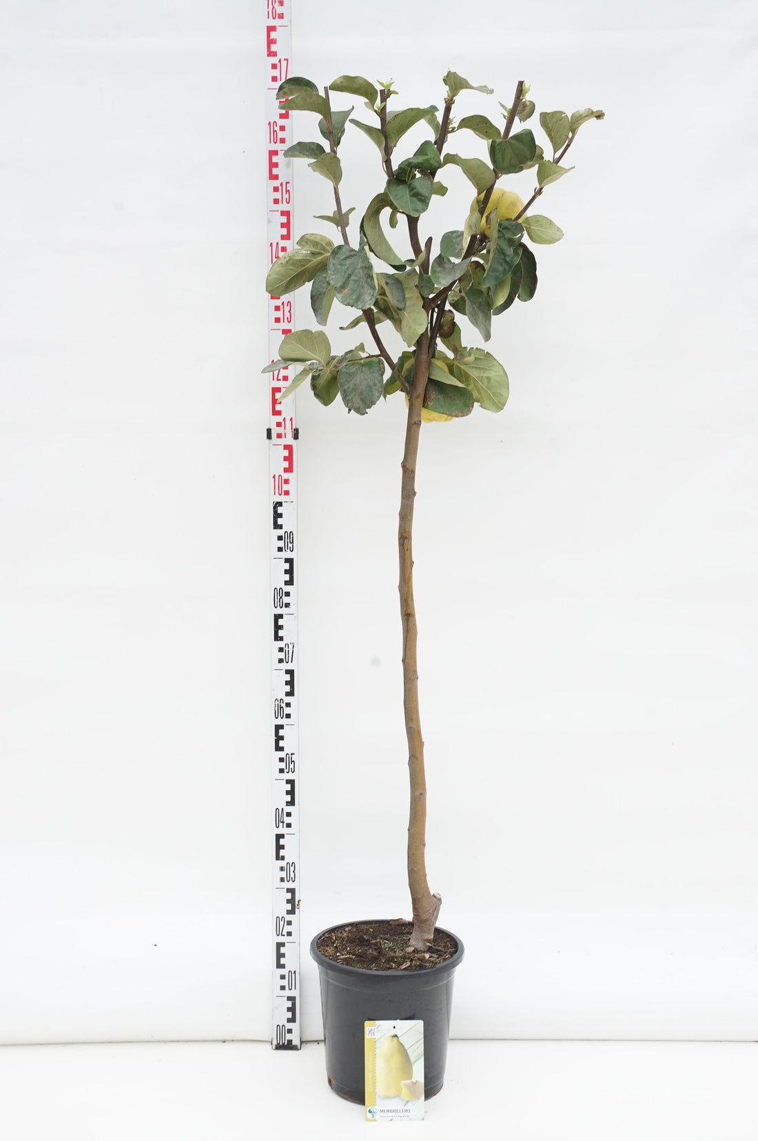 Kvitten oblonga - 80 CM STEM C10