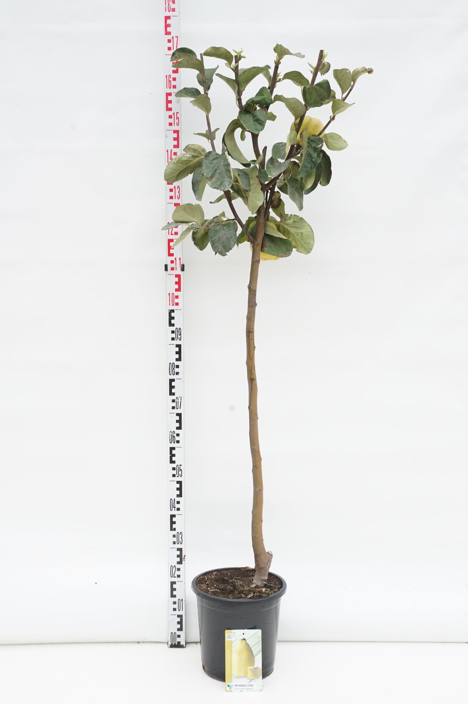 Kvitten oblonga - 80 CM STEM C10