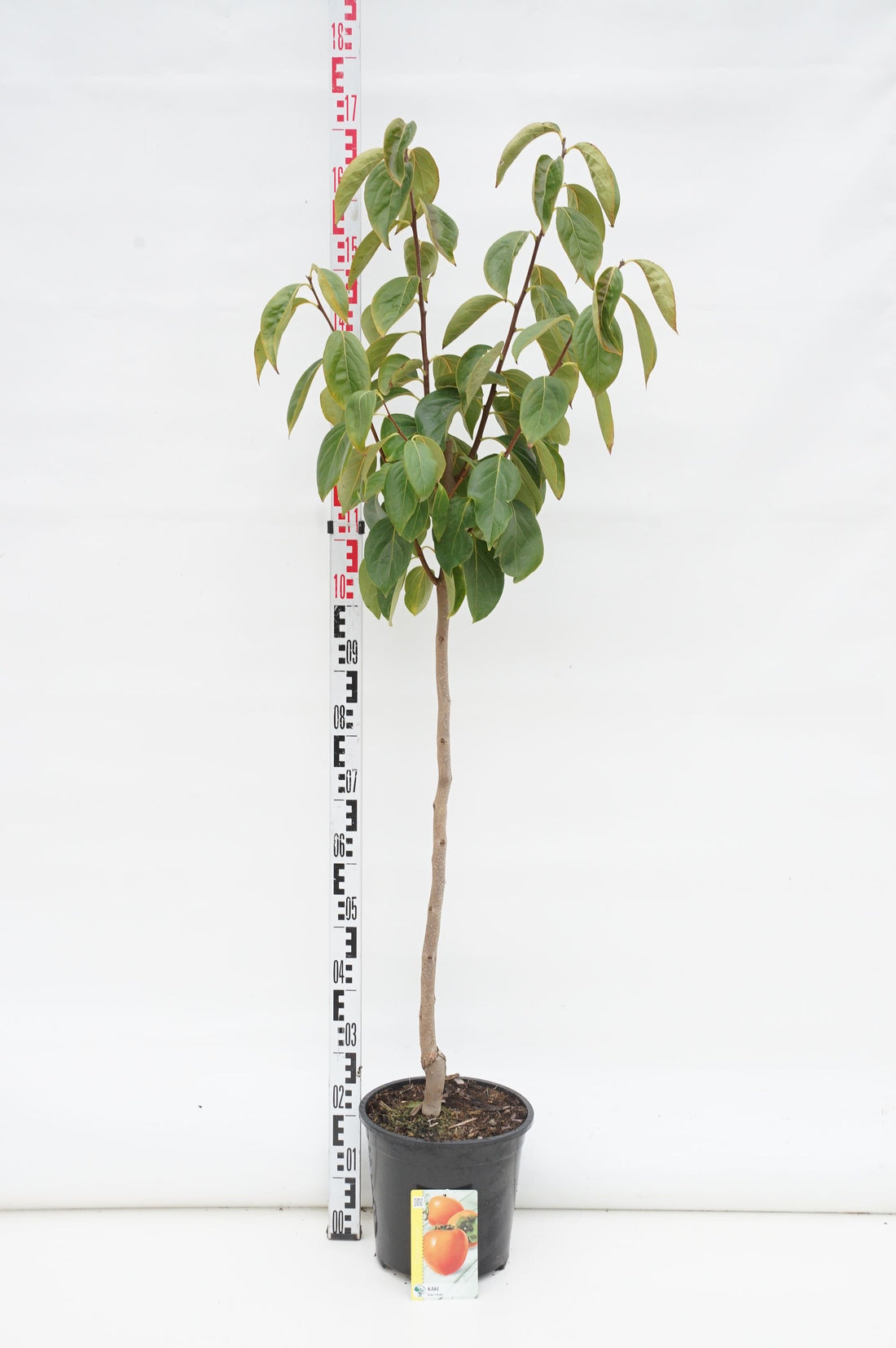 Persimon kaki - 80 CM STEM C10