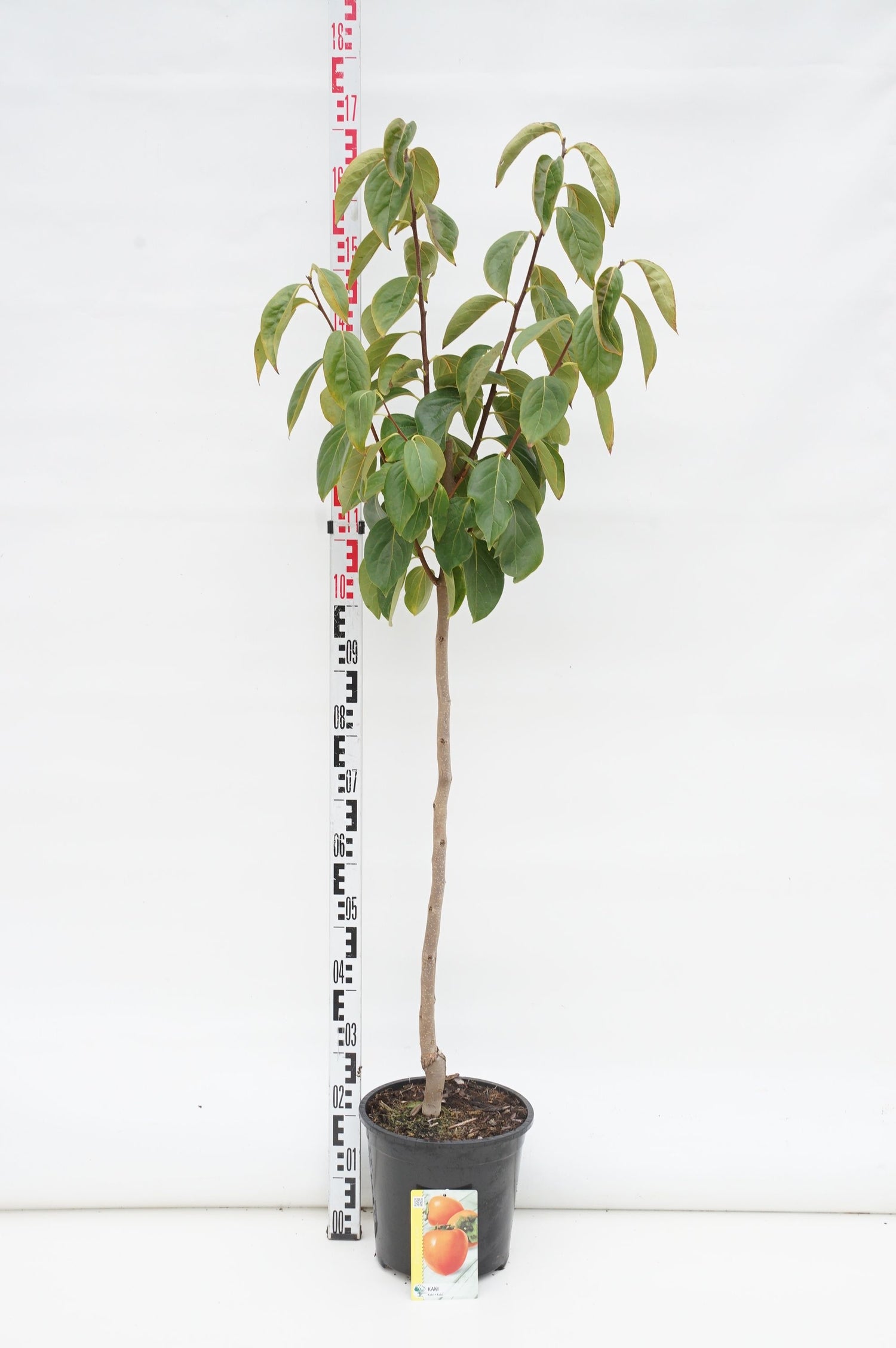 Persimon kaki - 80 CM STEM C10