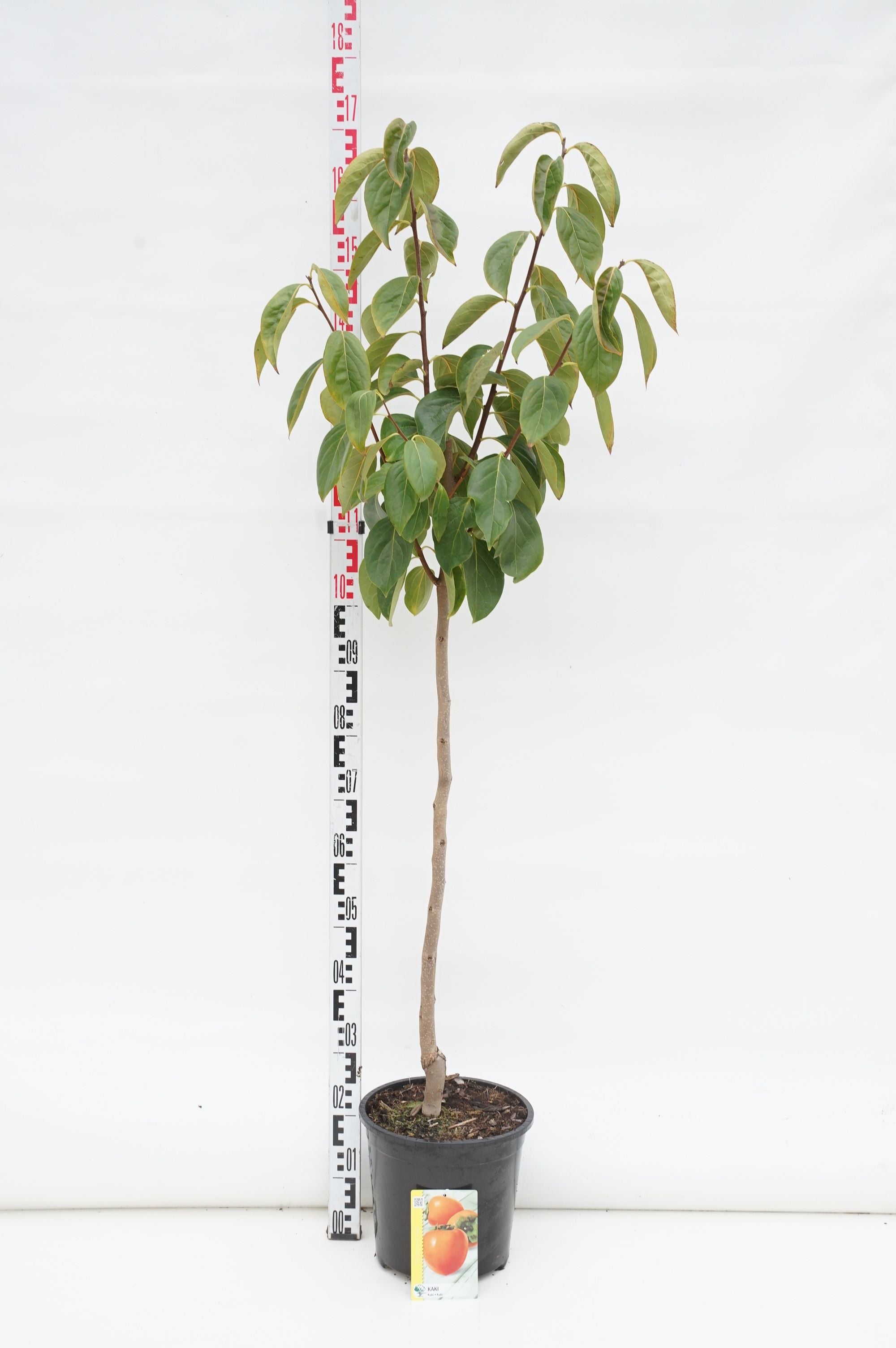 Persimon kaki - 80 CM STEM C10