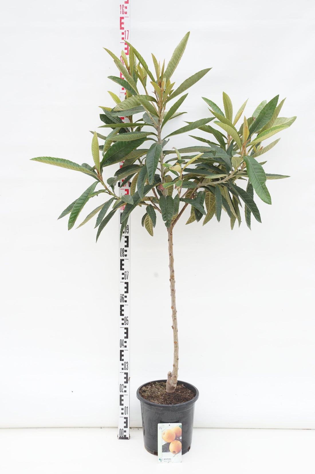 Japansk mispel japonica - 80 CM STEM C10