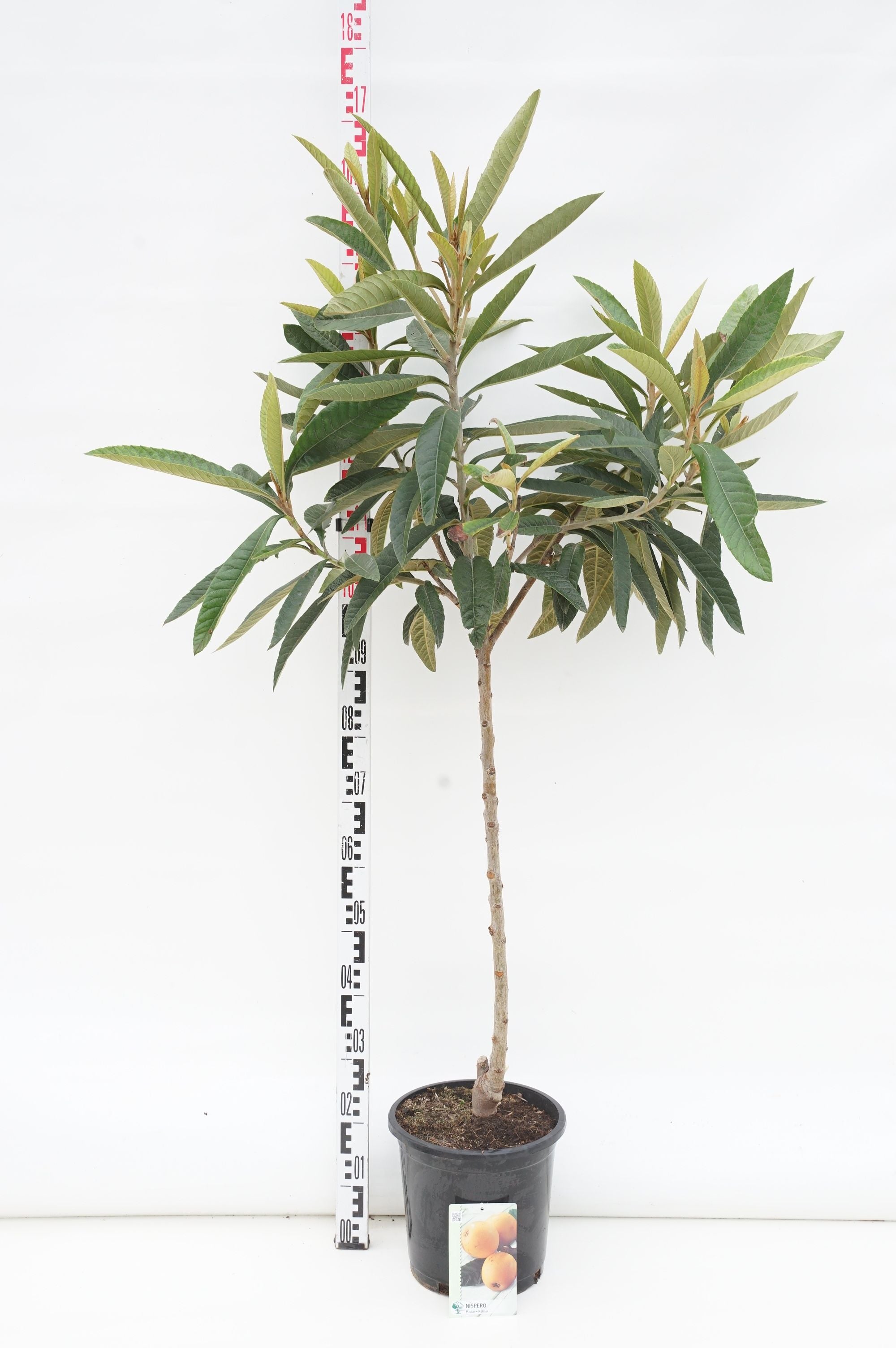 Japansk mispel japonica - 80 CM STEM C10