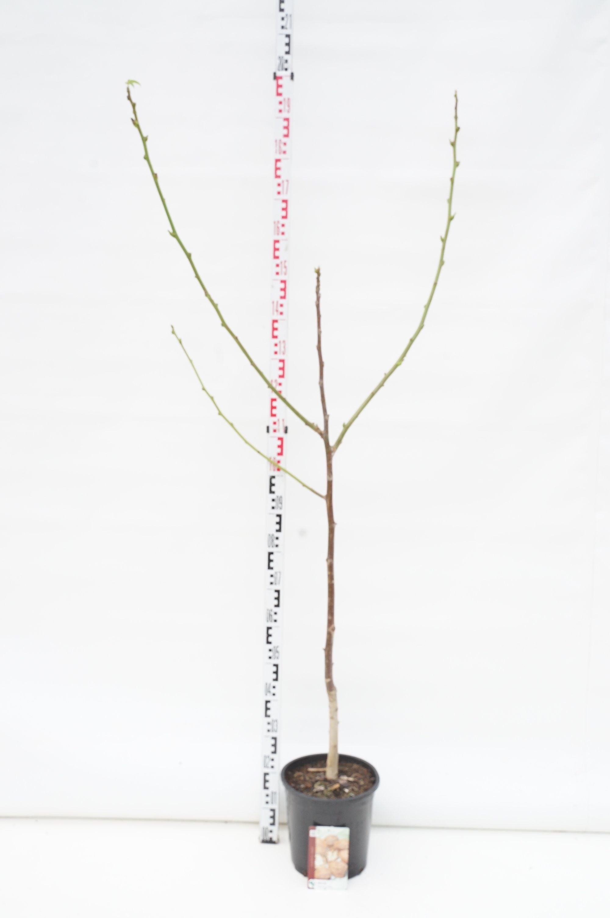 Valnöt regia - C10 175-200 CM