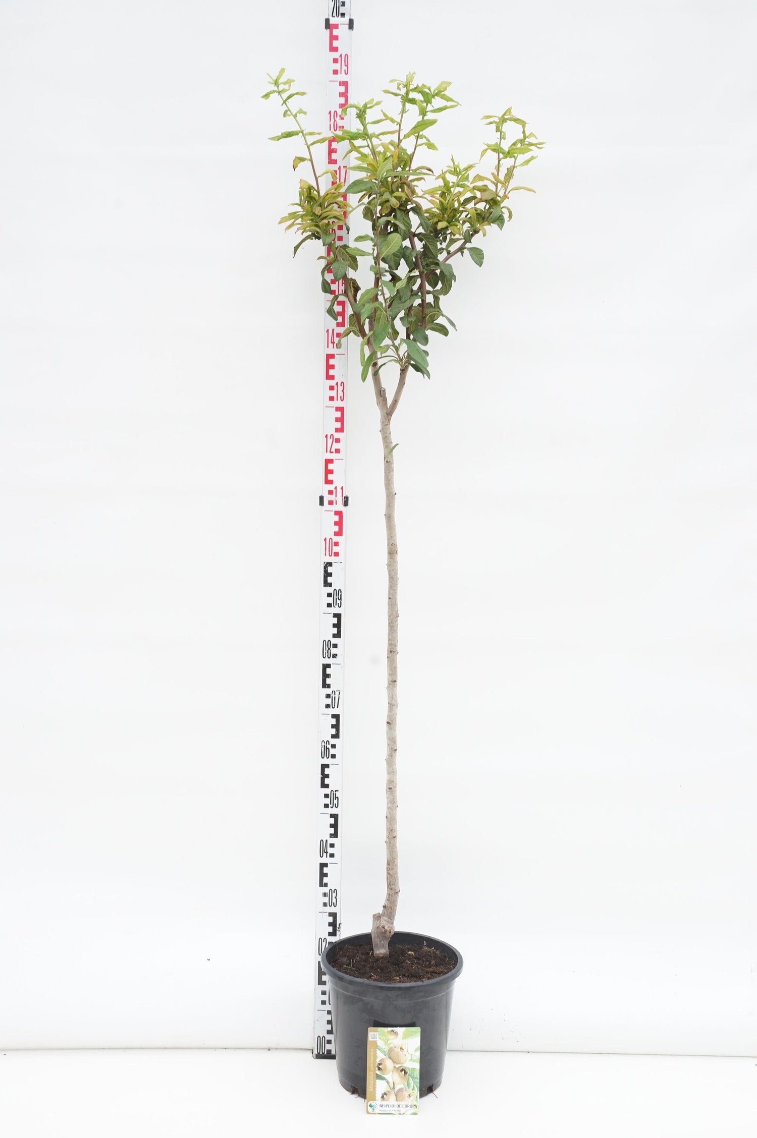 Mespilus germanica 80 cm stam, C10 (10 liters kruka)