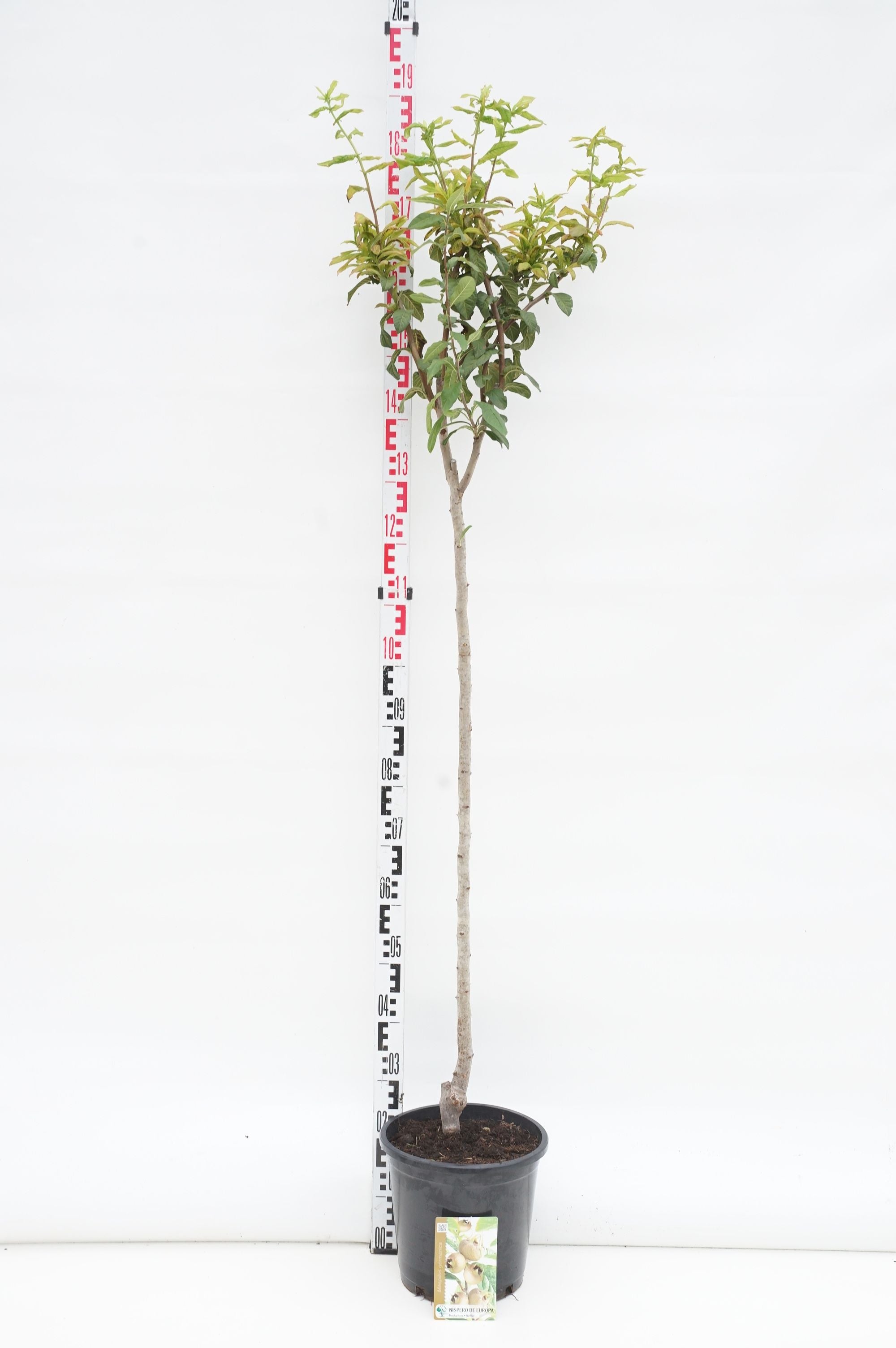 Mespilus germanica 80 cm stam, C10 (10 liters kruka)