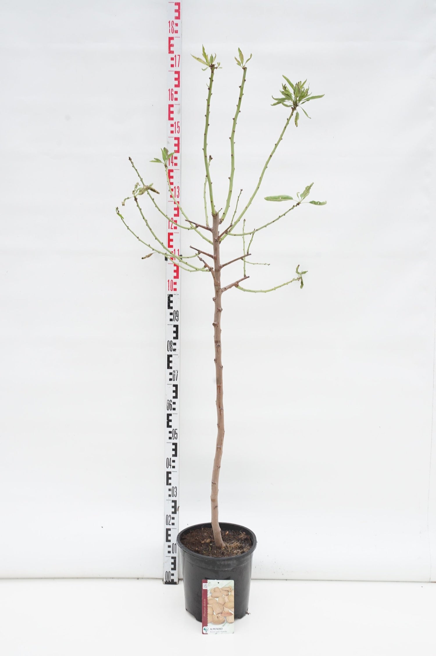 Prunus dulcis Högstam 12-14 cm C45 (45 liters kruka)