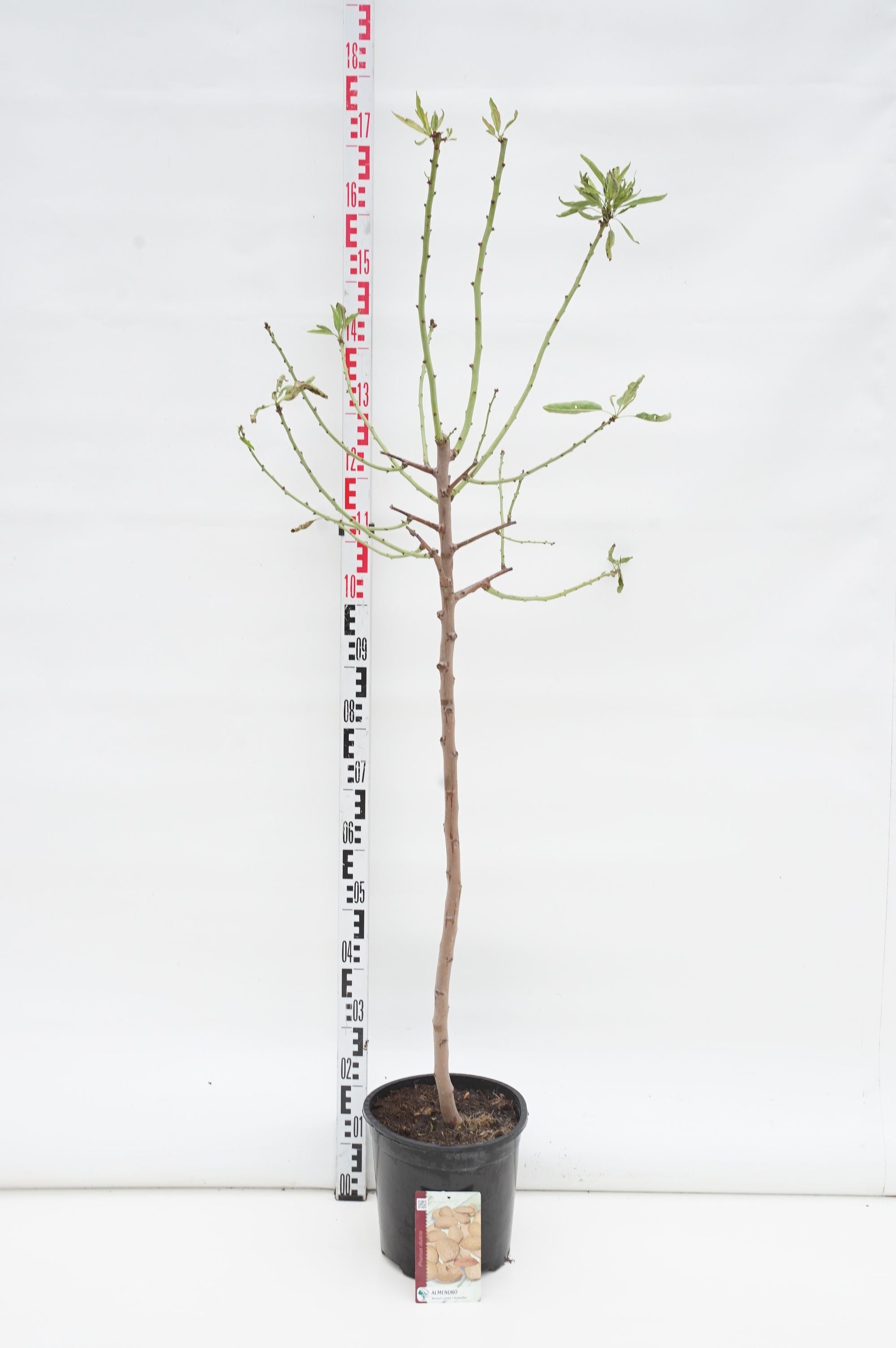 Prunus dulcis Högstam 12-14 cm C45 (45 liters kruka)