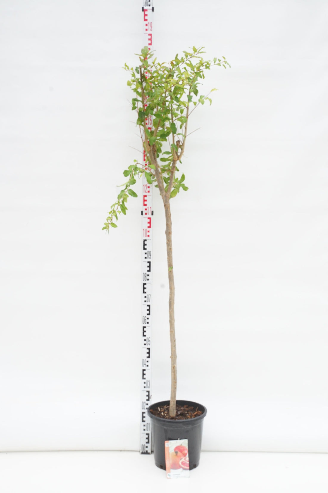 Granatäpple granatum - 80 CM STEM C10