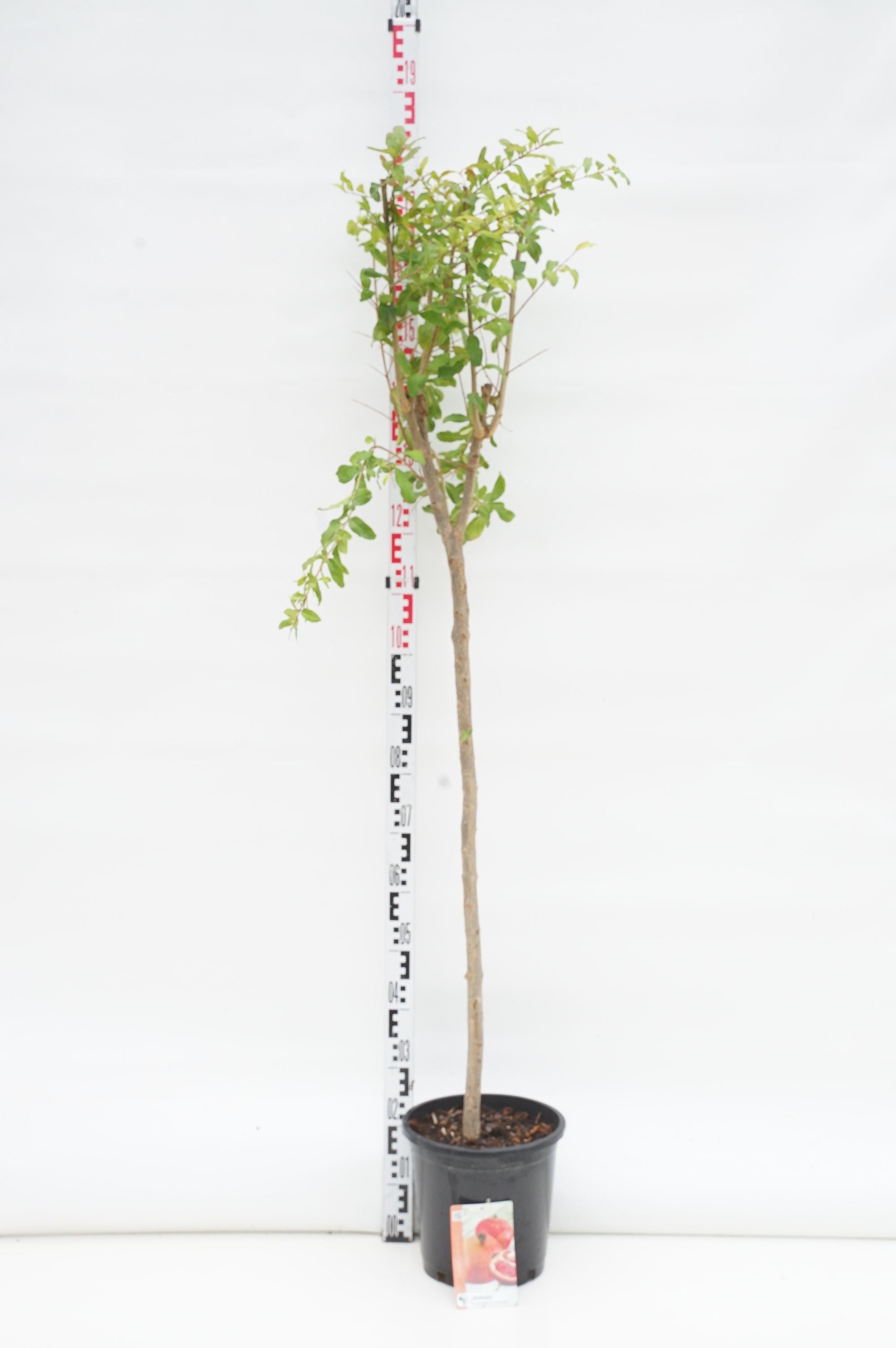 Granatäpple granatum - 80 CM STEM C10