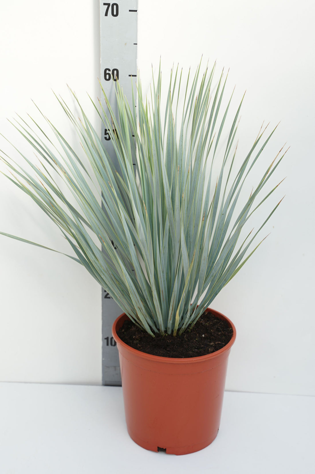 Palmlilja rostrata - C5/P23 30-40 CM
